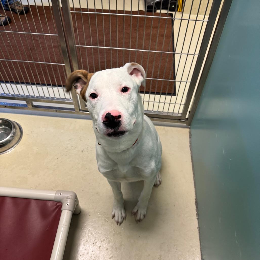 Enlarge Bolt, a Adoptable mixed breed in International Falls, MN image 5/5