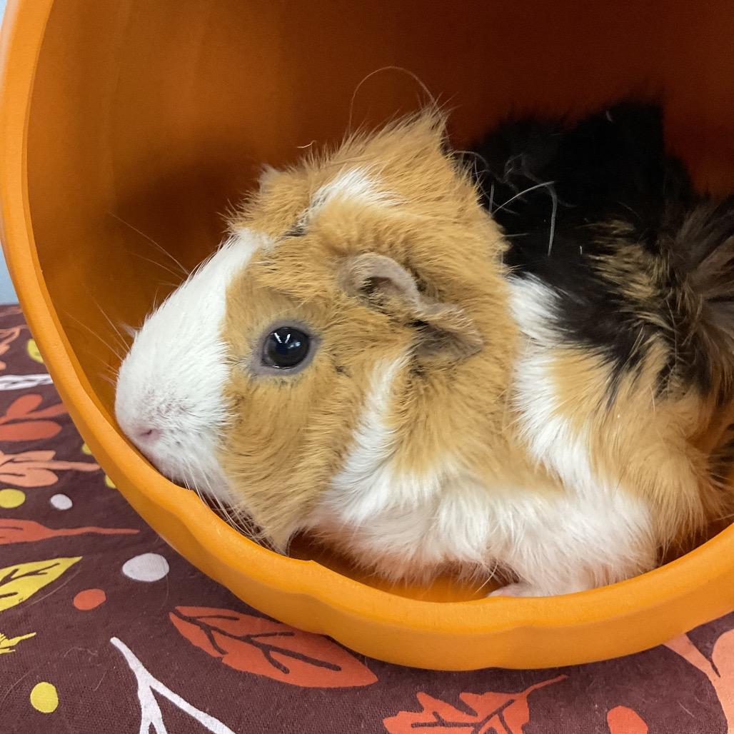 Butterscotch, Adoptable, Young Female Guinea Pig.