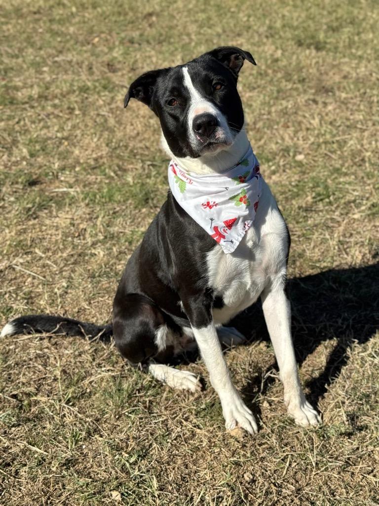 Enlarge Carly, a Adoptable mixed breed in Canyon Lake, TX image 1/5