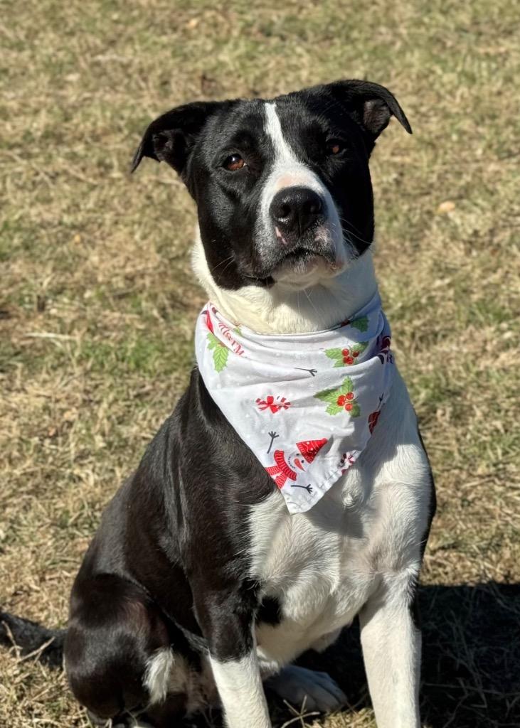Enlarge Carly, a Adoptable mixed breed in Canyon Lake, TX image 2/5