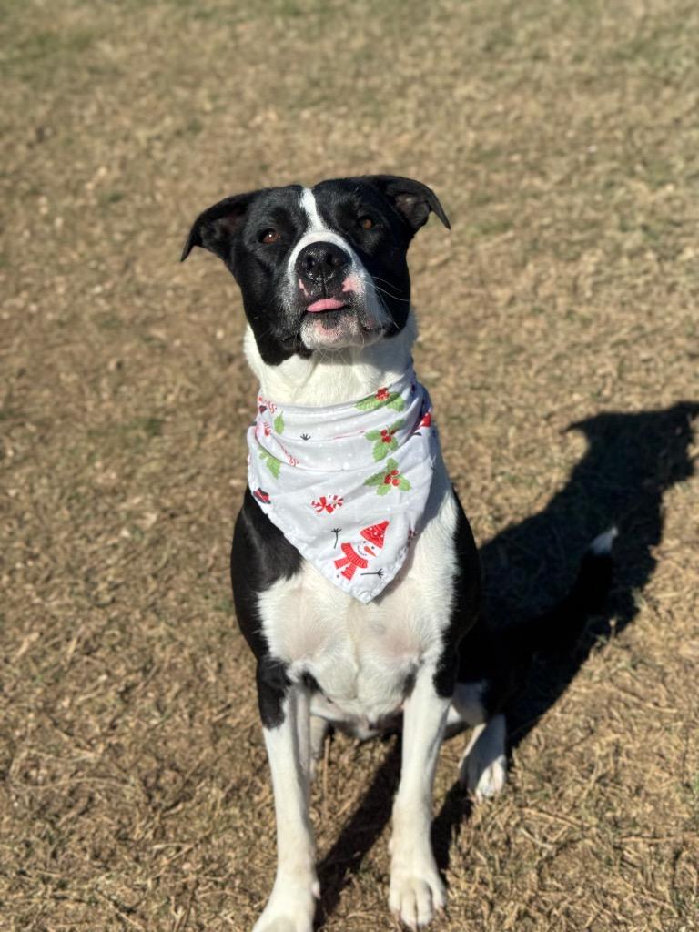 Enlarge Carly, a Adoptable mixed breed in Canyon Lake, TX image 4/5