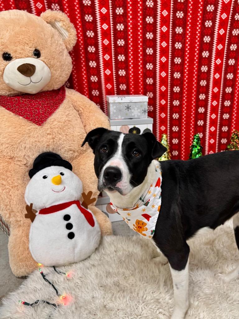 Enlarge Carly, a Adoptable mixed breed in Canyon Lake, TX image 5/5