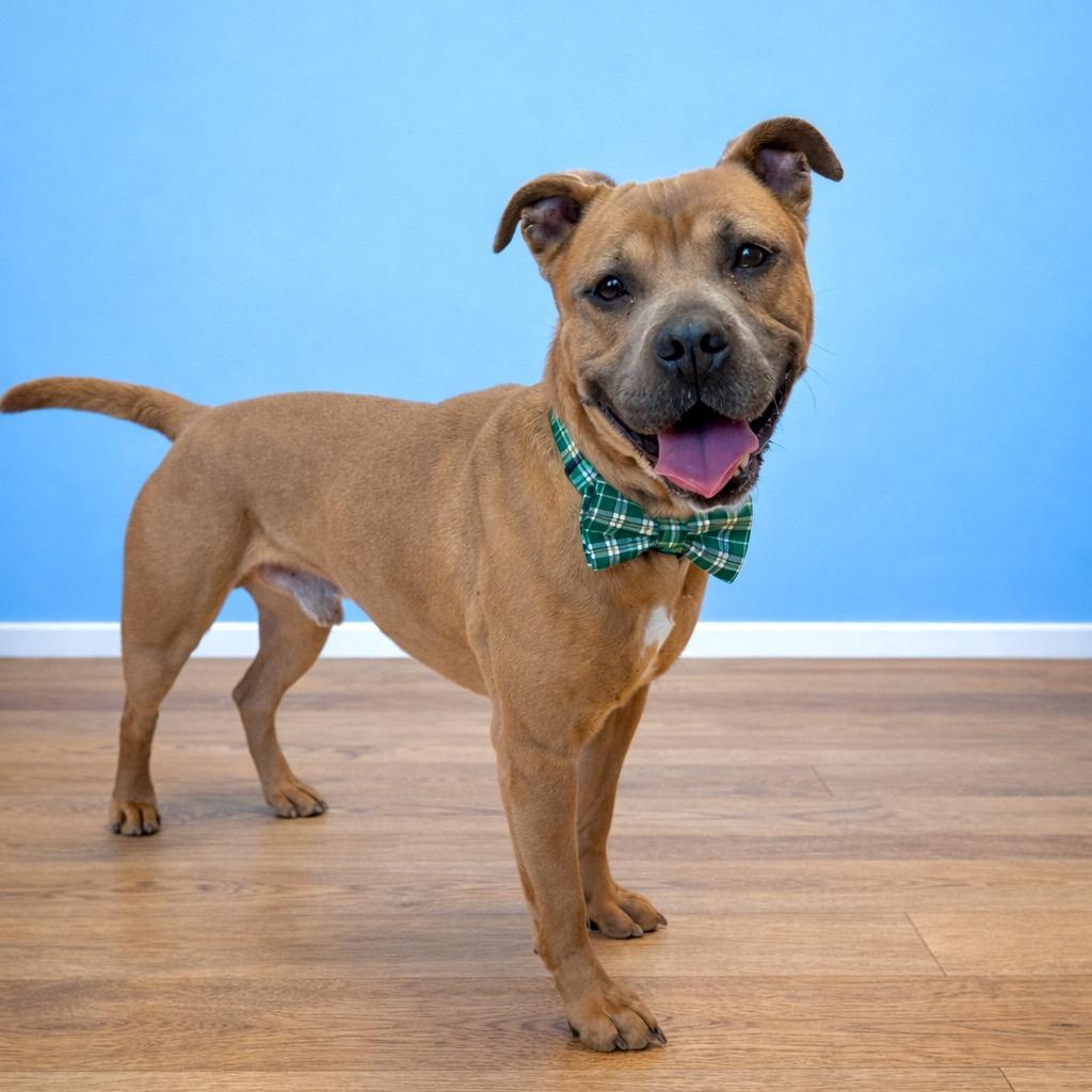 Enlarge Rex, a Adoptable mixed breed in Binghamton, NY image 1/6