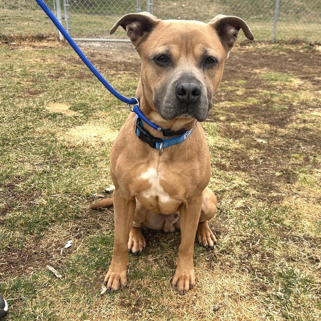 Enlarge Rex, a Adoptable mixed breed in Binghamton, NY image 2/6