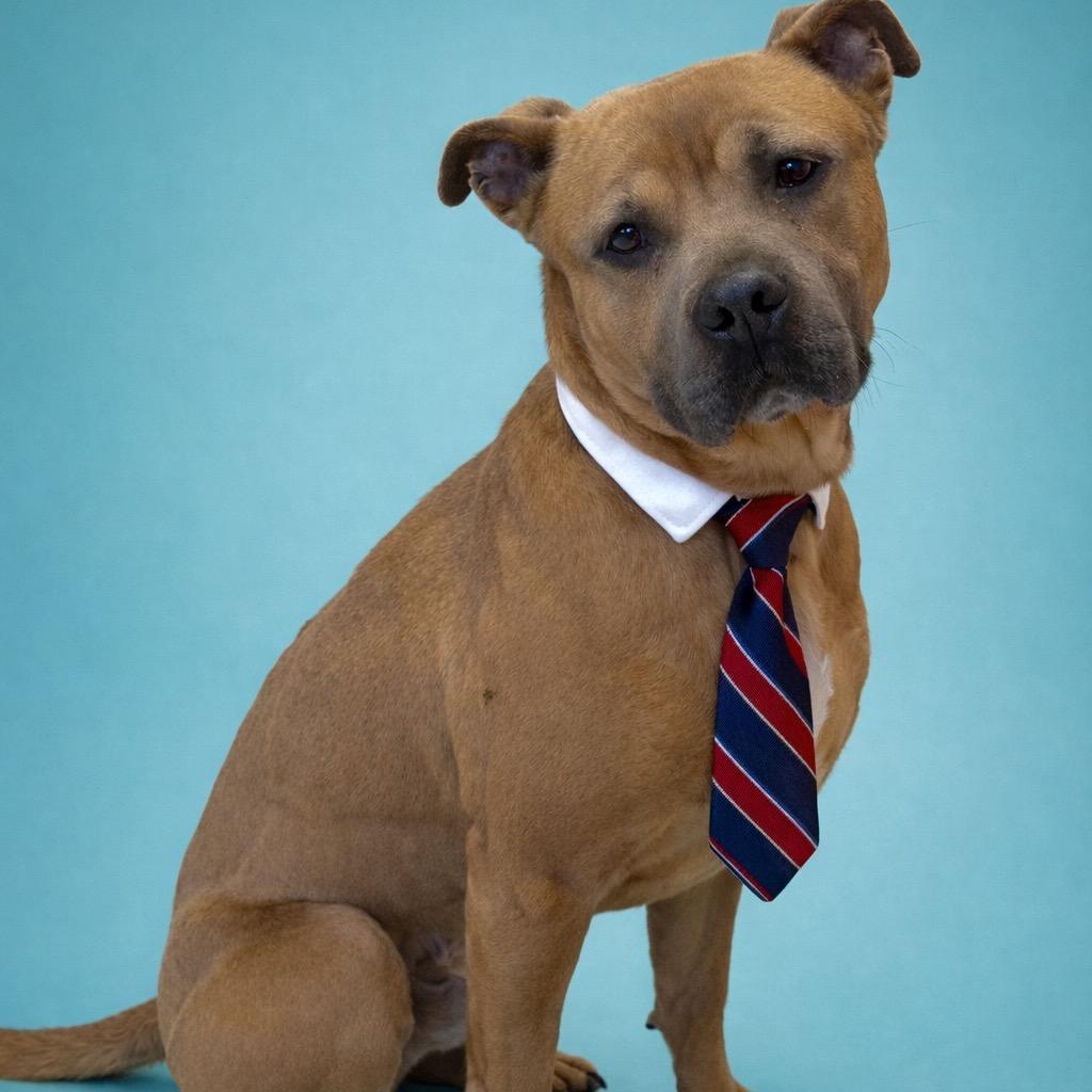Enlarge Rex, a Adoptable mixed breed in Binghamton, NY image 3/6