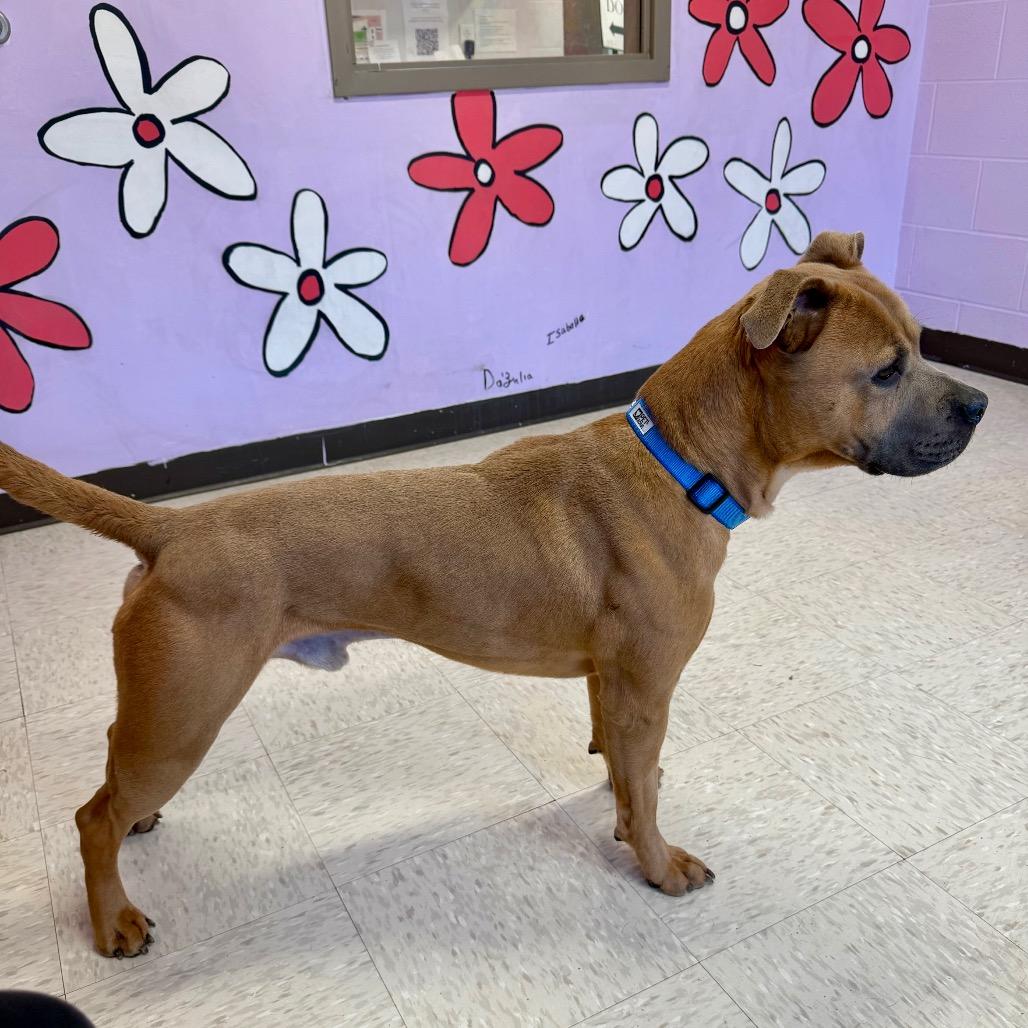 Enlarge Rex, a Adoptable mixed breed in Binghamton, NY image 4/6