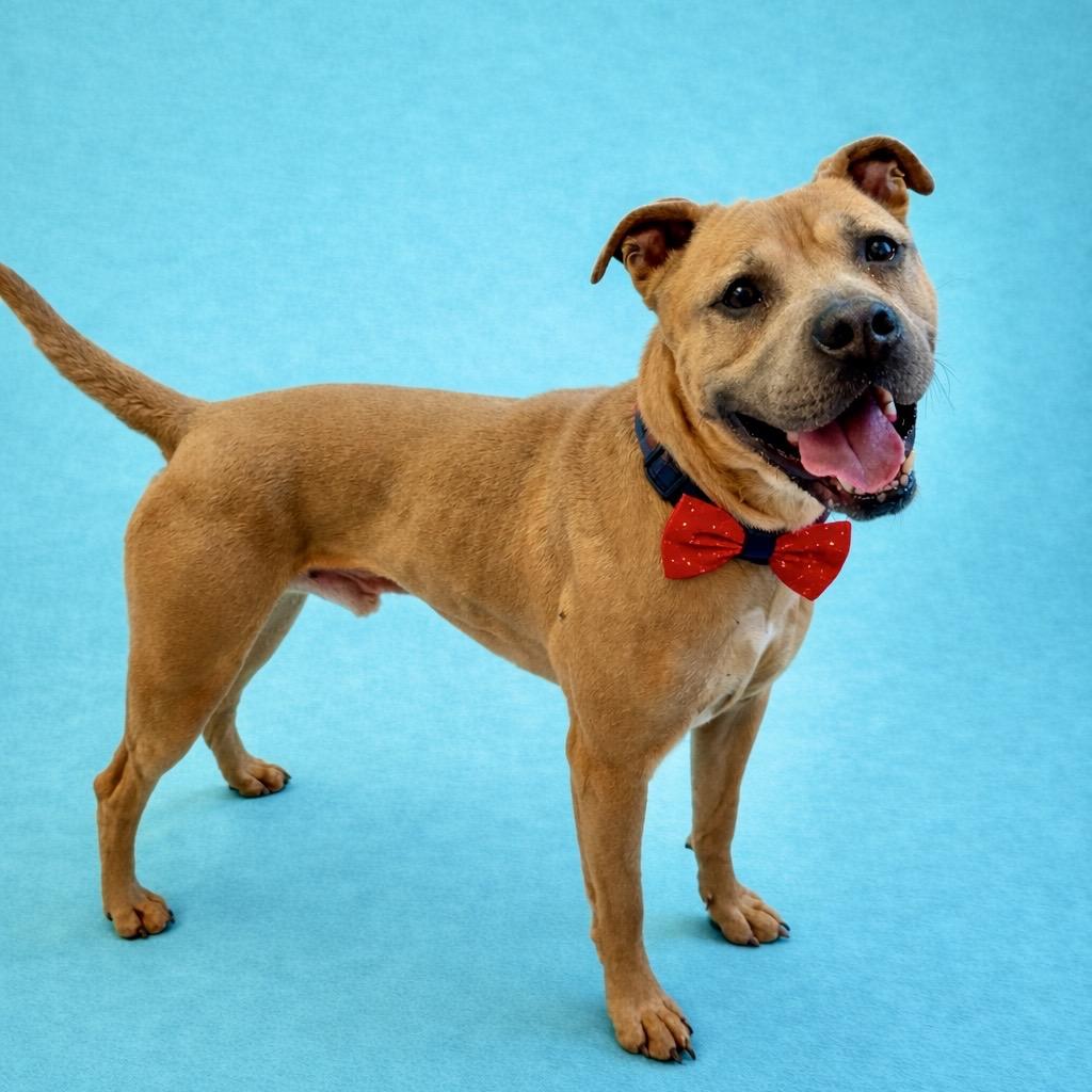 Enlarge Rex, a Adoptable mixed breed in Binghamton, NY image 6/6