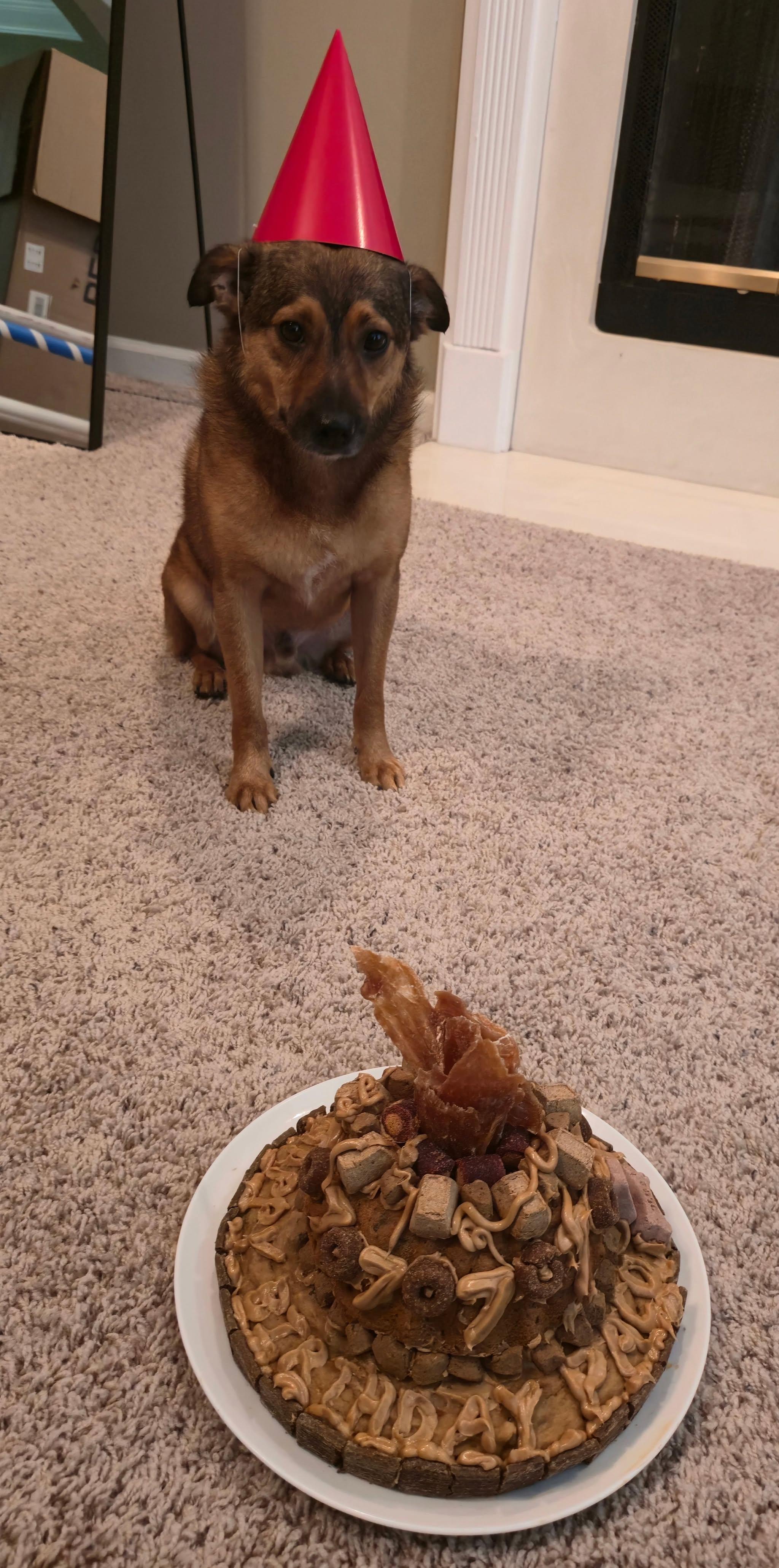 Buster, a Adoptable mixed breed in Huntsville, AL image 2/6