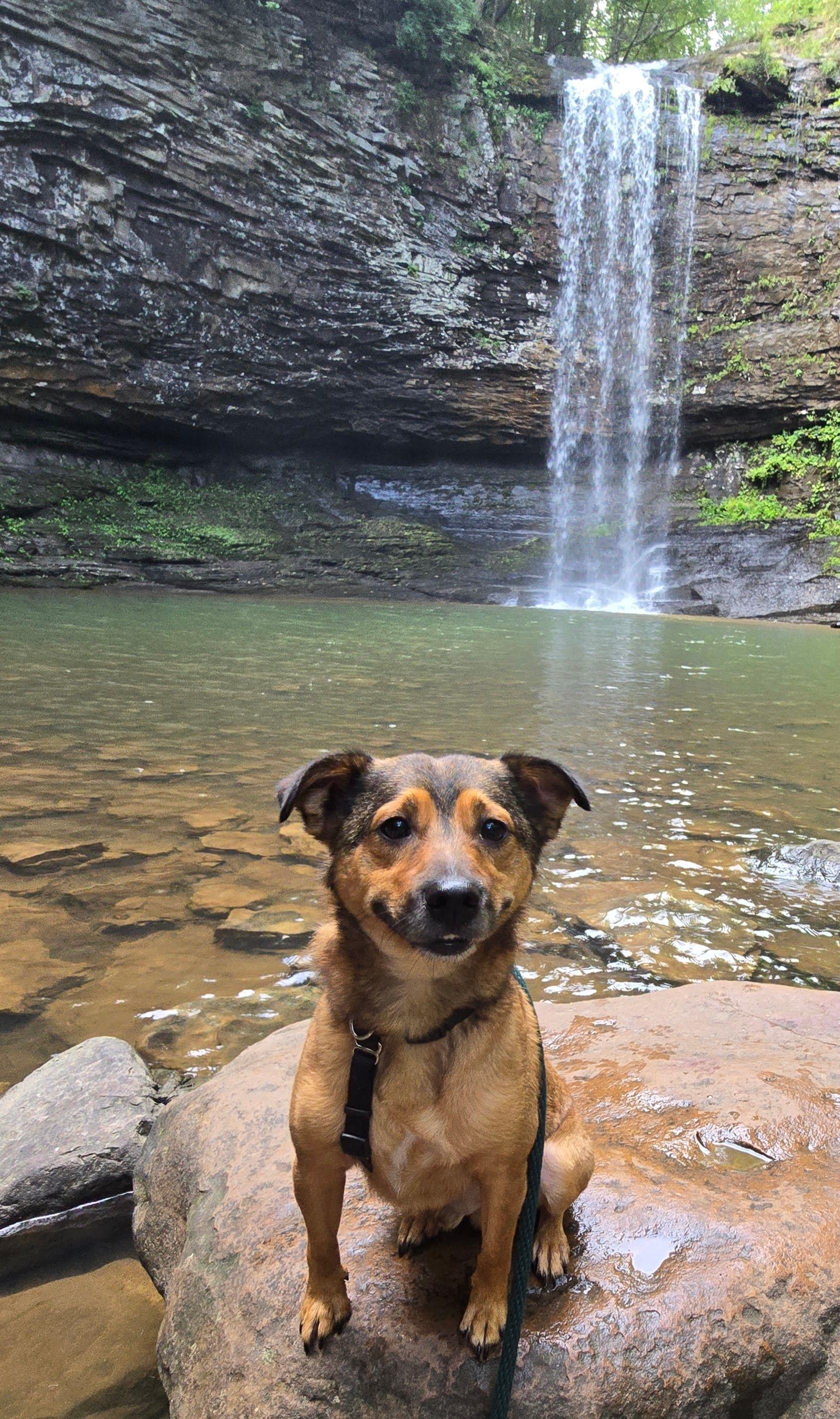 Buster, a Adoptable mixed breed in Huntsville, AL image 3/6