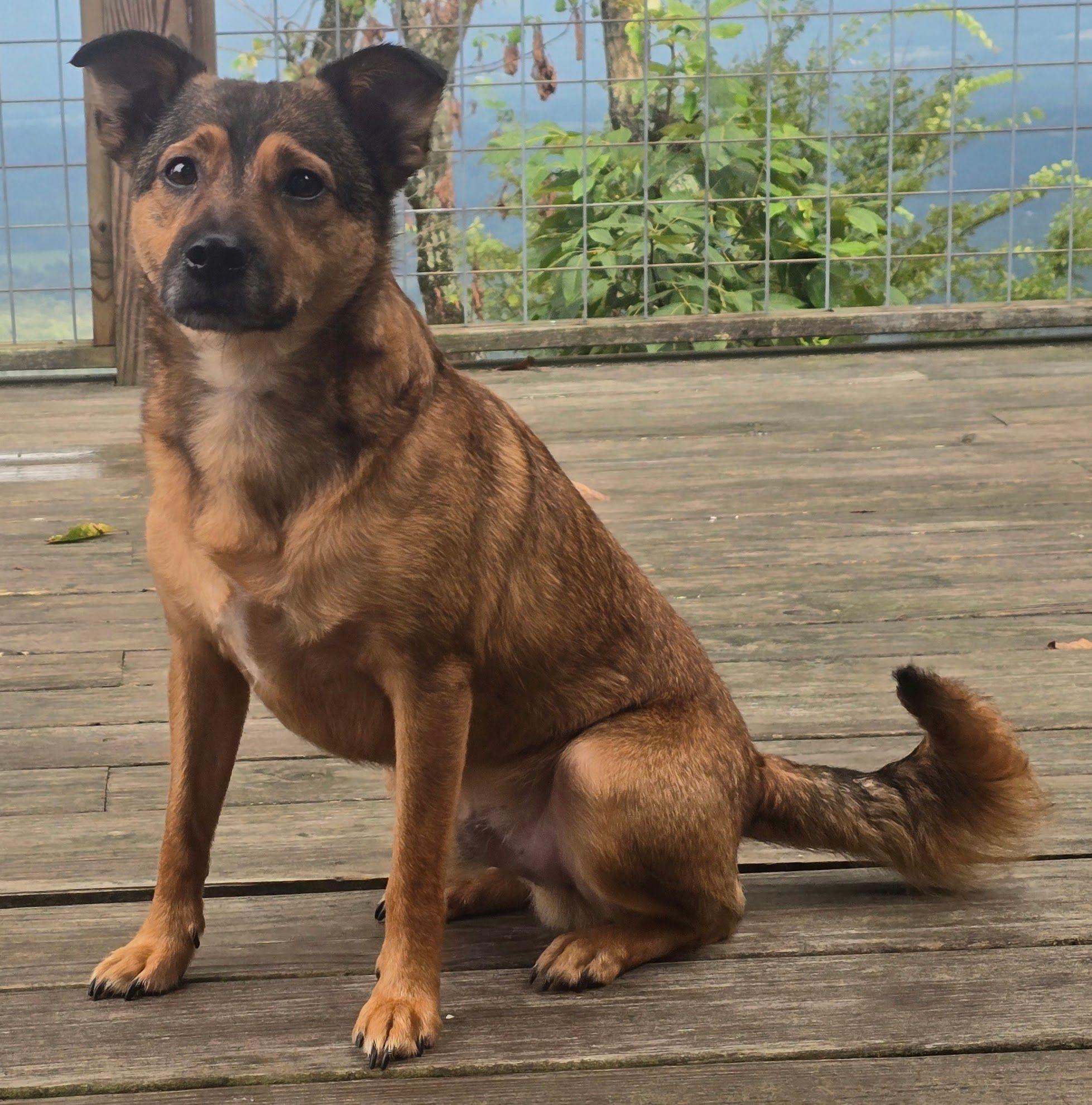 Buster, Adoptable, Adult Male Terrier.