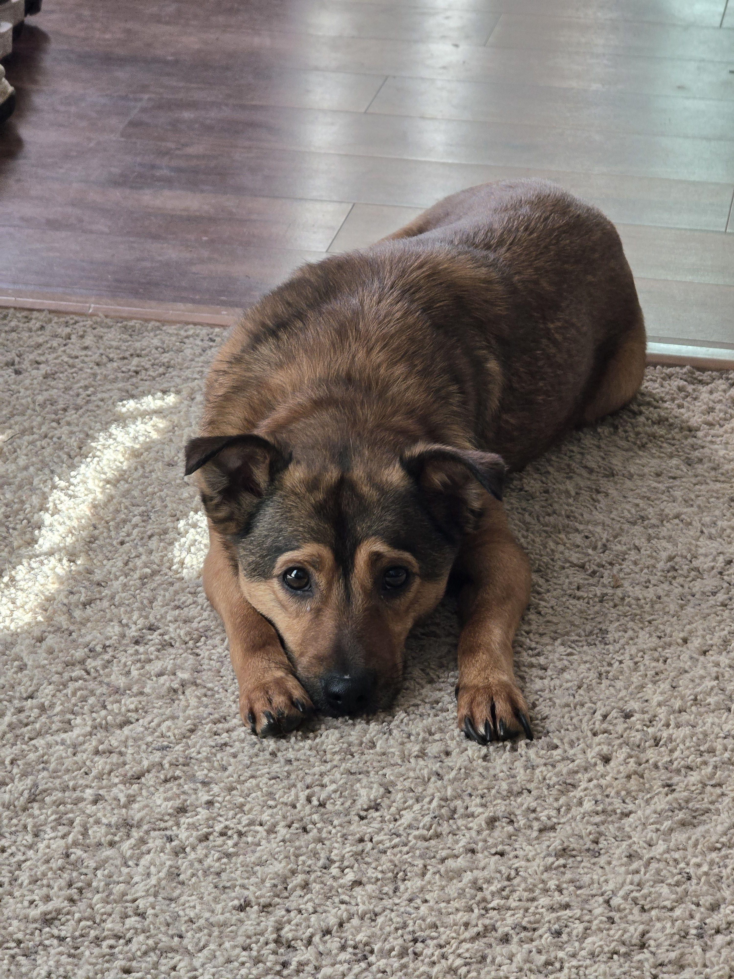 Buster, a Adoptable mixed breed in Huntsville, AL image 4/6