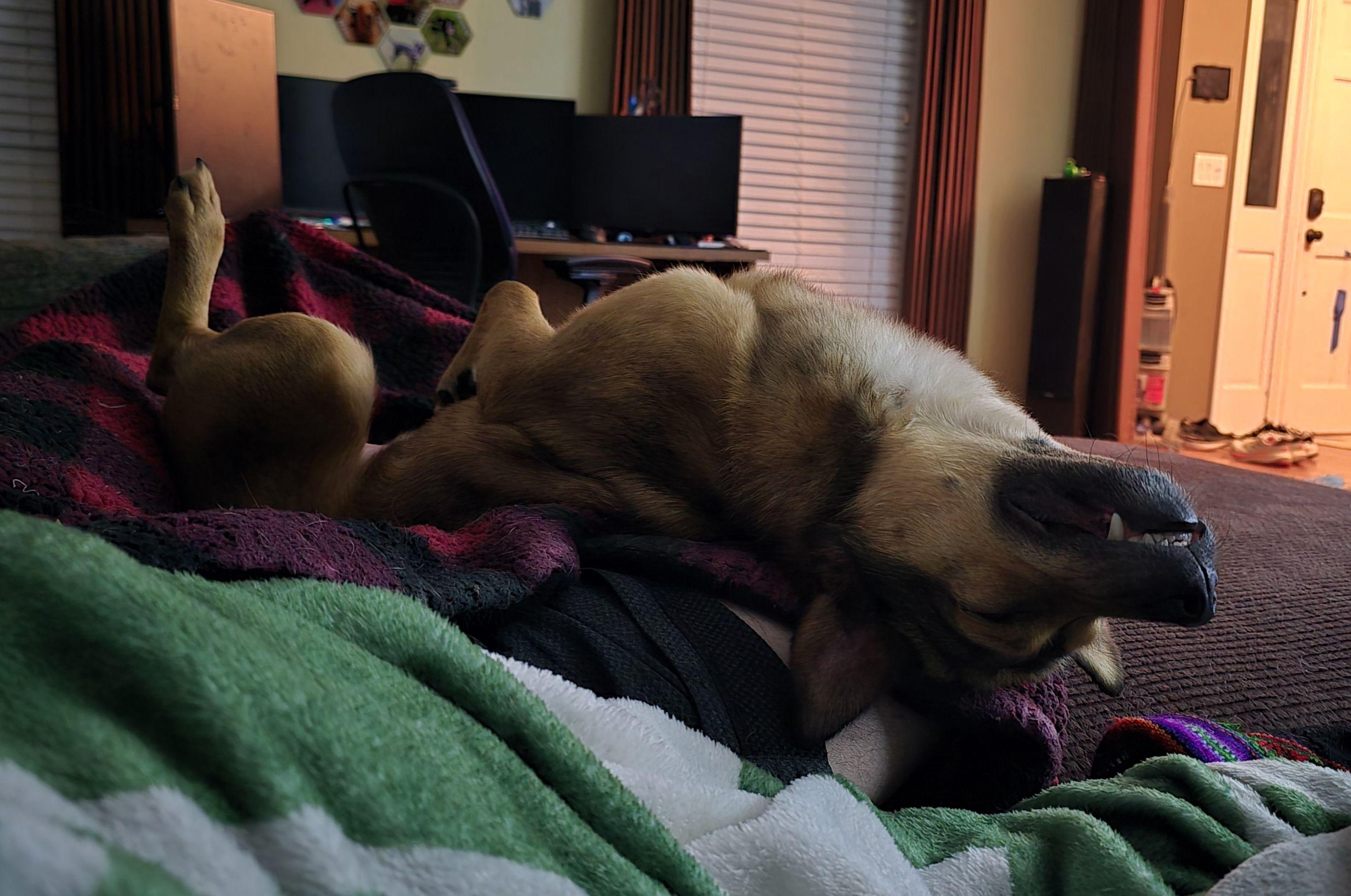 Buster, a Adoptable mixed breed in Huntsville, AL image 5/6