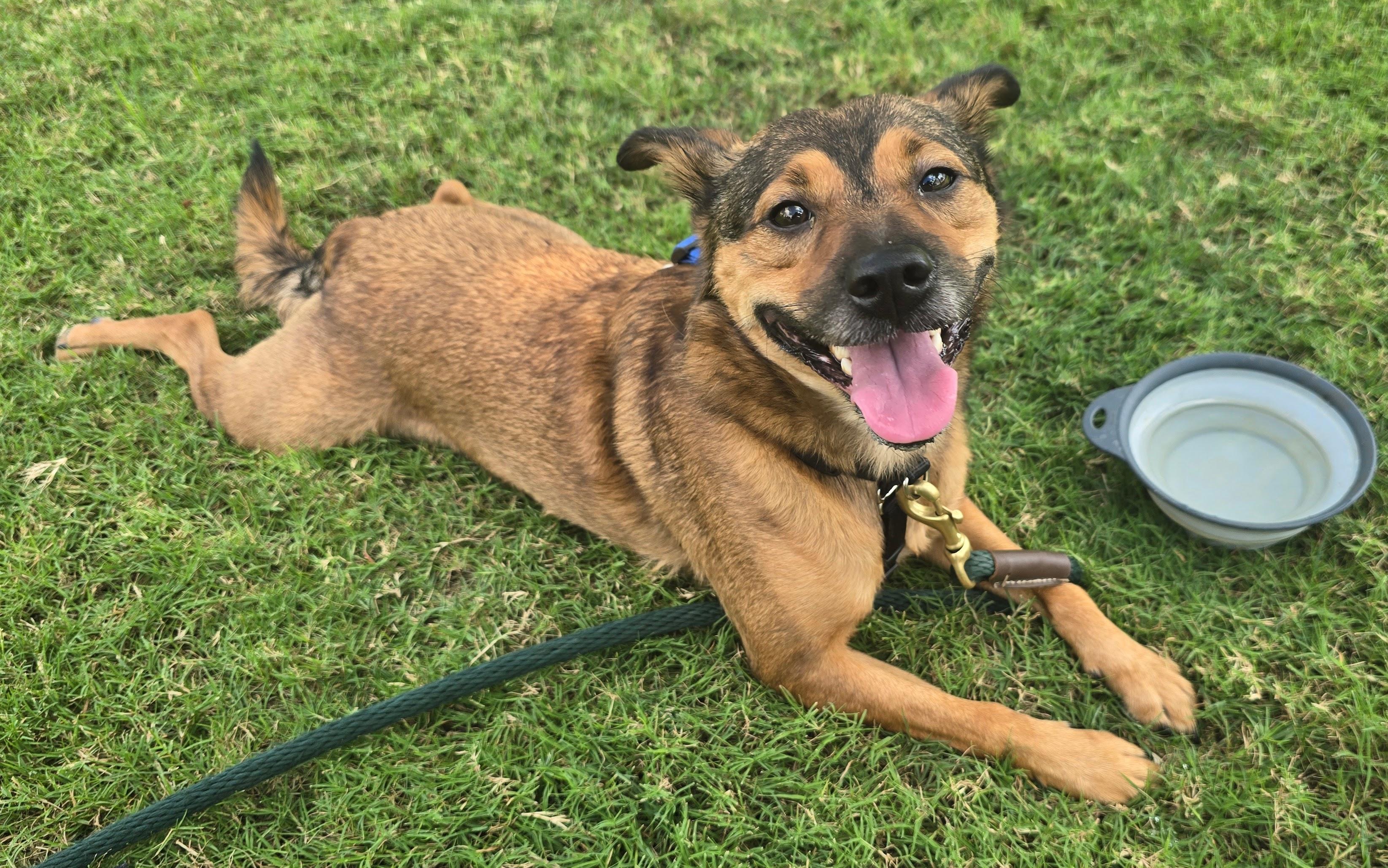 Buster, a Adoptable mixed breed in Huntsville, AL image 6/6