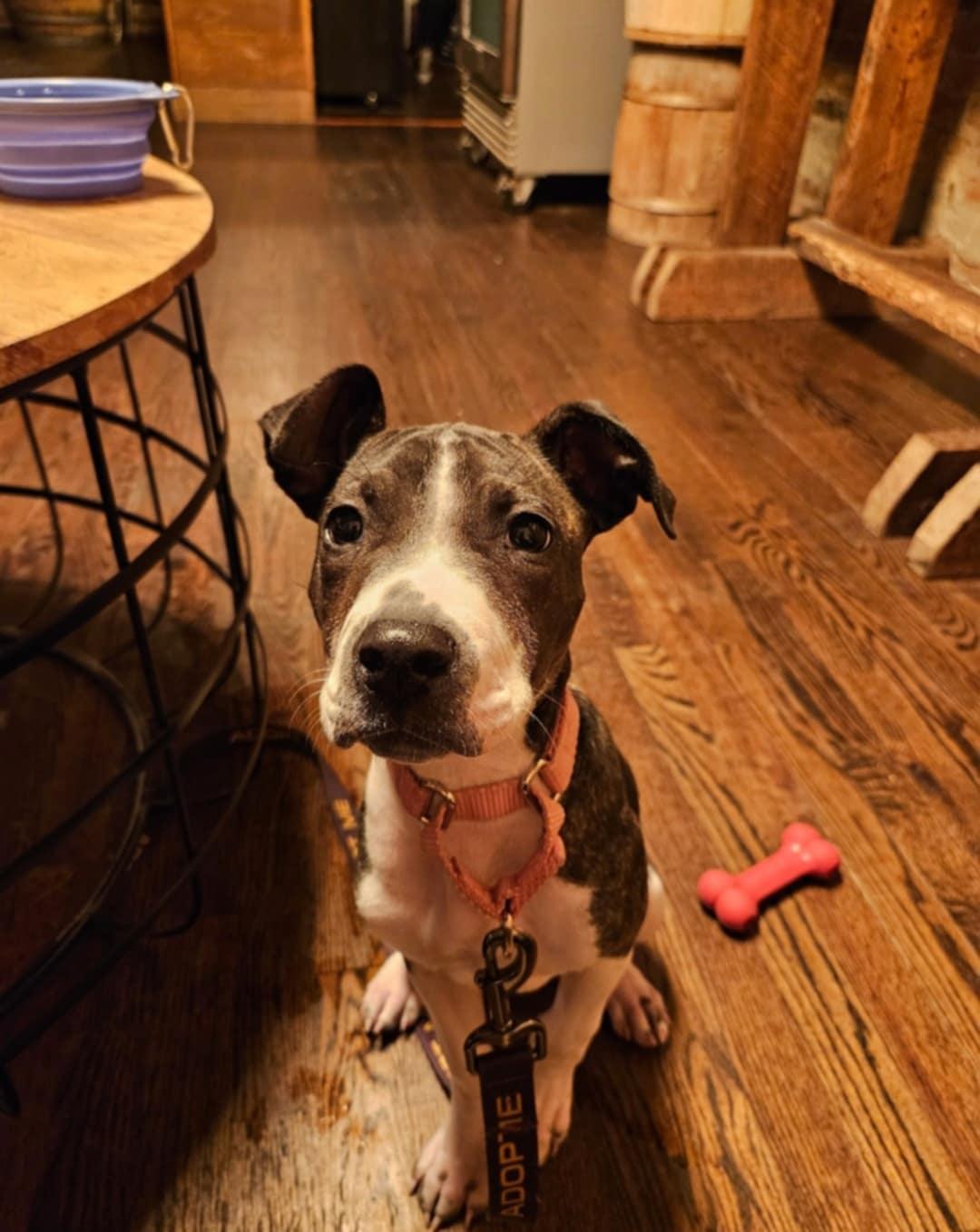 Stormy, a Adopted Pit Bull Terrier in Catasauqua, PA image 2/3