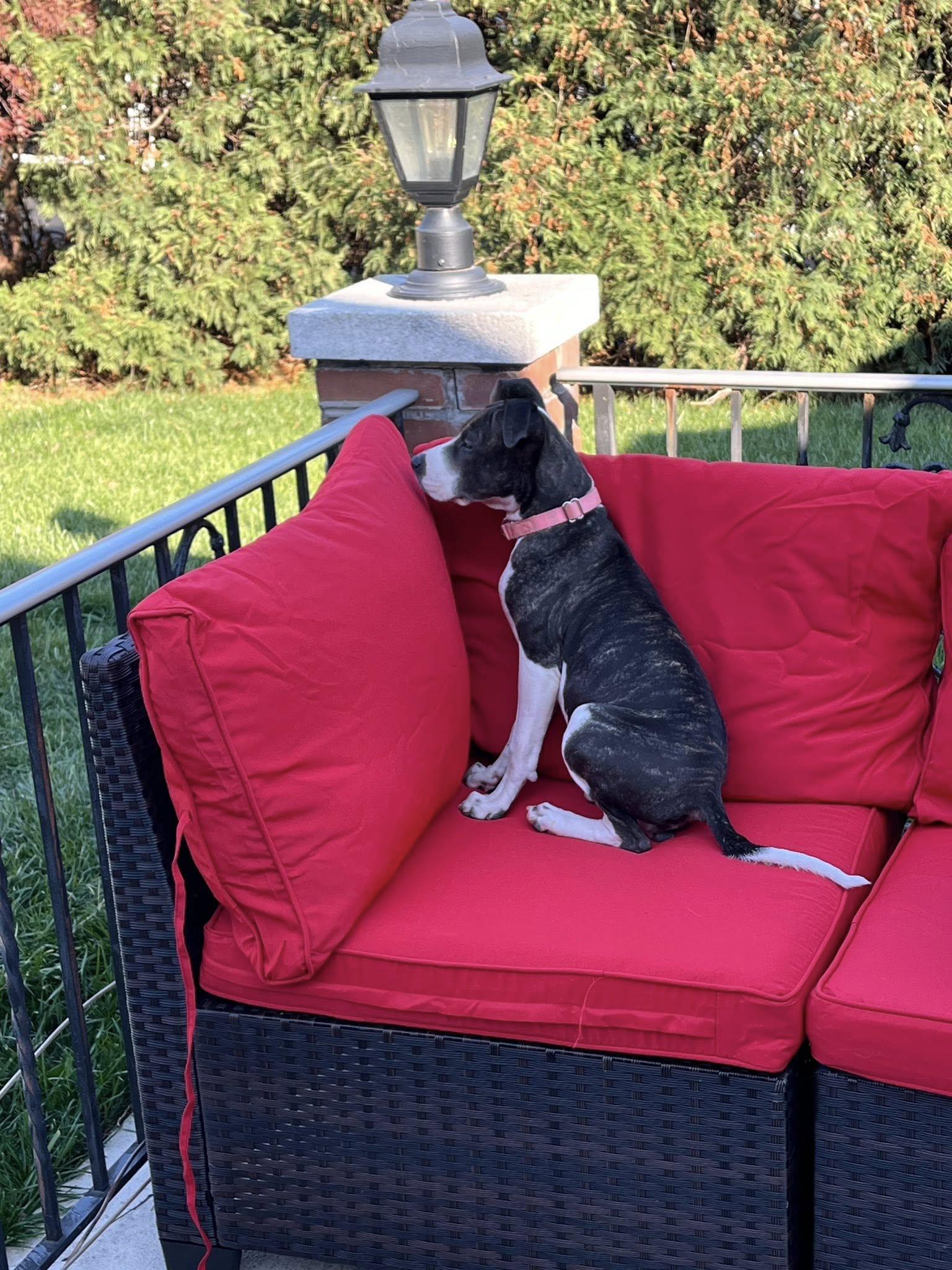 Stormy, a Adopted Pit Bull Terrier in Catasauqua, PA image 3/3