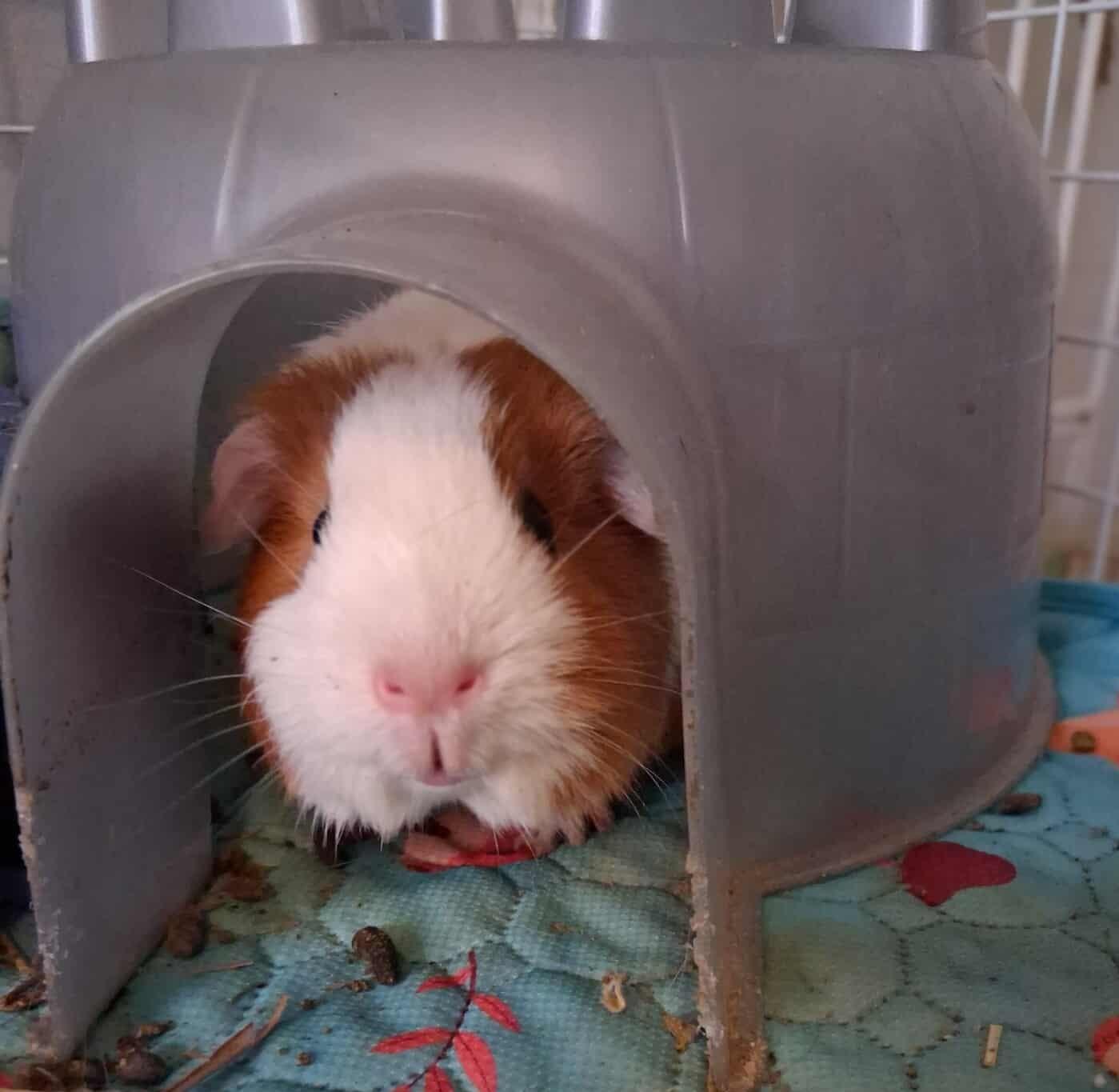 Enlarge Pumpkin and Spice, a Adoptable Guinea Pig in Rochester, NY image 2/4