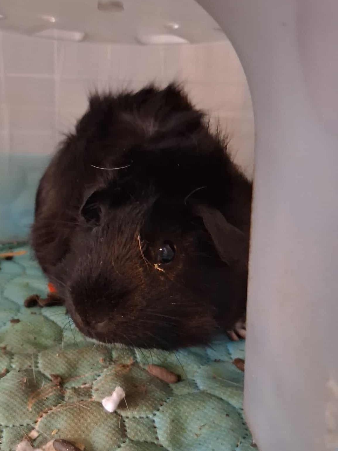 Enlarge Pumpkin and Spice, a Adoptable Guinea Pig in Rochester, NY image 4/4