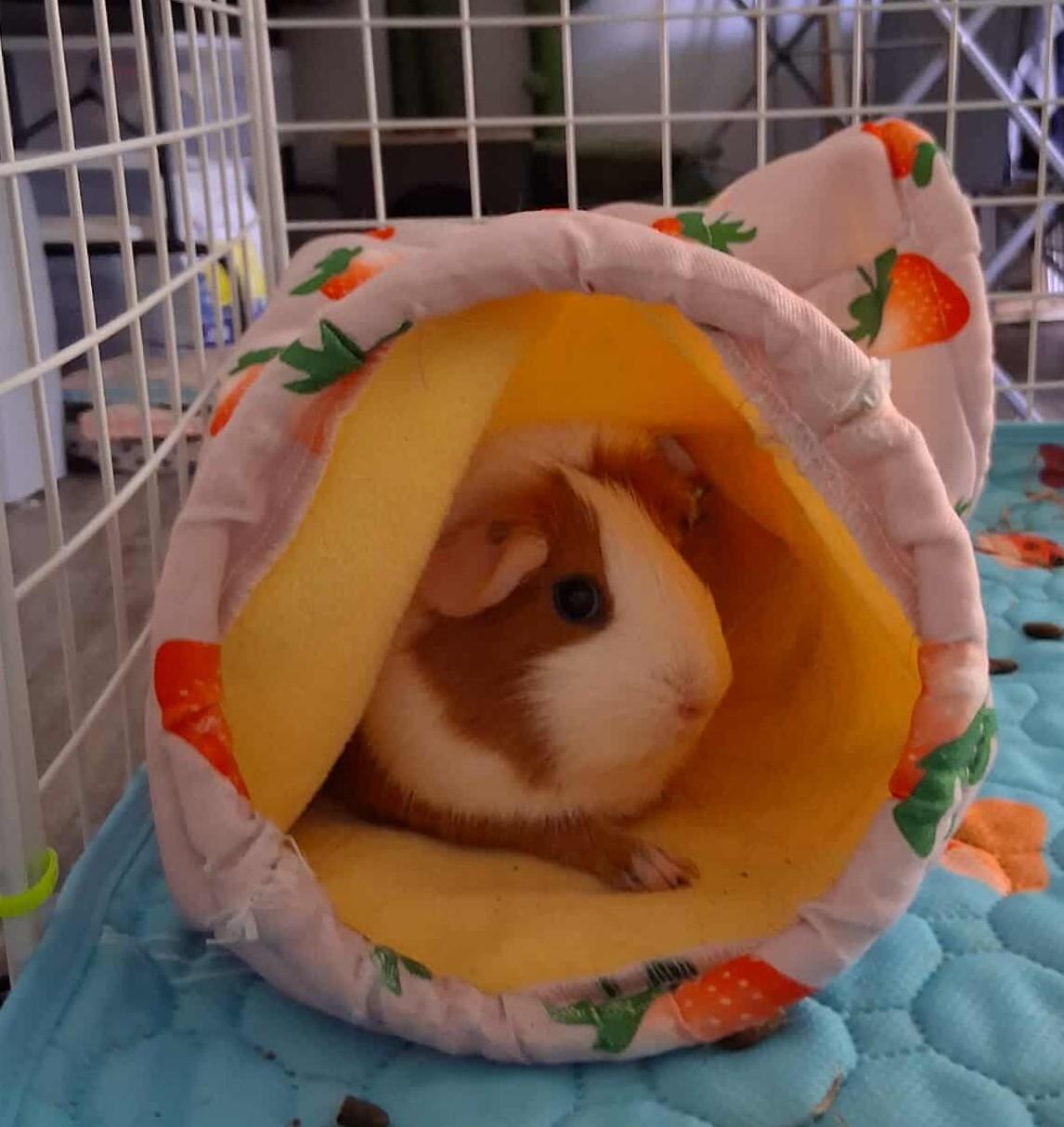 Enlarge Pumpkin and Spice, a Adoptable Guinea Pig in Rochester, NY image 1/4