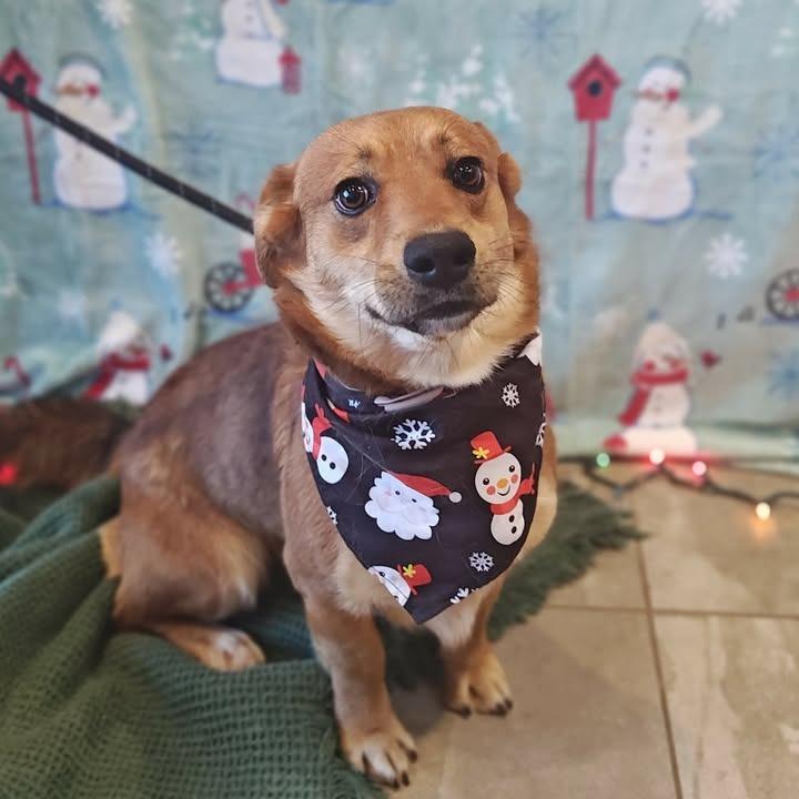 Enlarge Rascal, a Adoptable mixed breed in Springdale, AR image 1/6