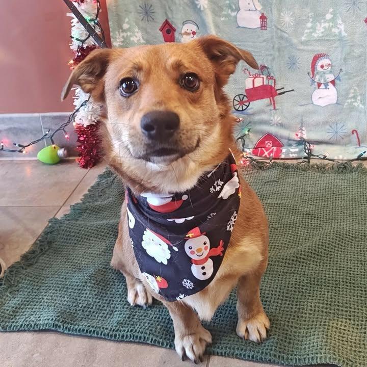 Enlarge Rascal, a Adoptable mixed breed in Springdale, AR image 2/6