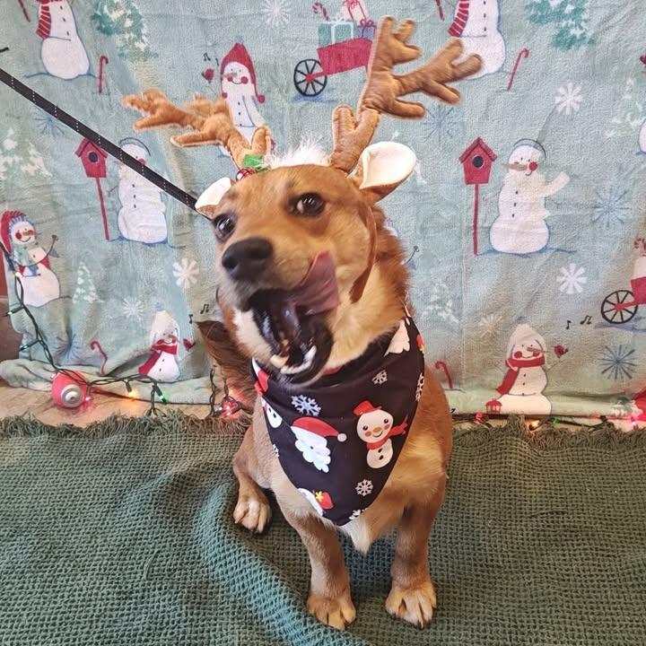 Enlarge Rascal, a Adoptable mixed breed in Springdale, AR image 3/6