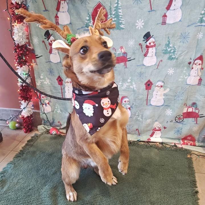 Enlarge Rascal, a Adoptable mixed breed in Springdale, AR image 4/6