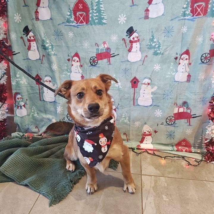 Enlarge Rascal, a Adoptable mixed breed in Springdale, AR image 5/6