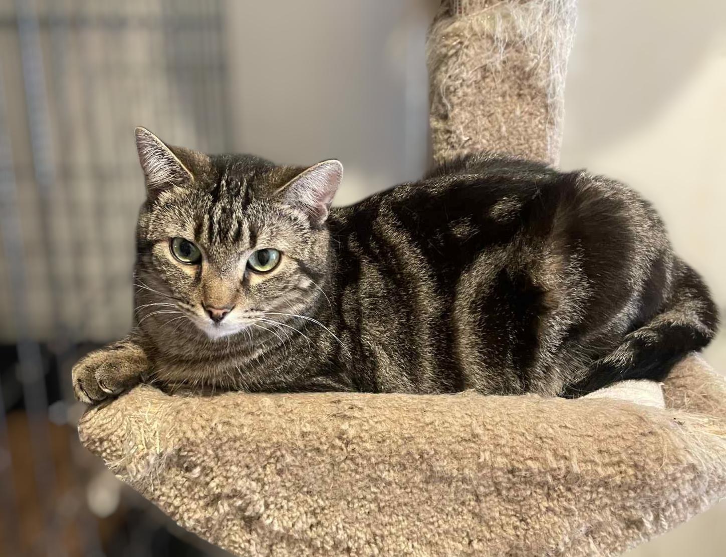 Enlarge Dorian, a Adoptable Domestic Short Hair in Palo Cedro, CA image 1/1