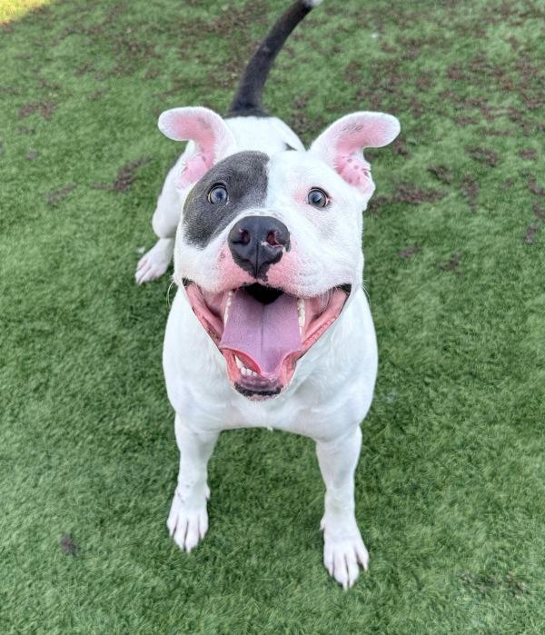 Lewis, Adoptable, Young Male Pit Bull Terrier.