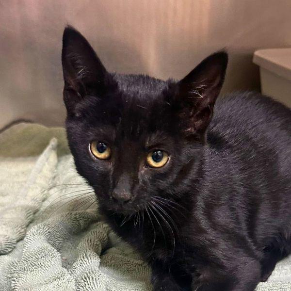 Javier, Adoptable, Kitten Male Domestic Short Hair.