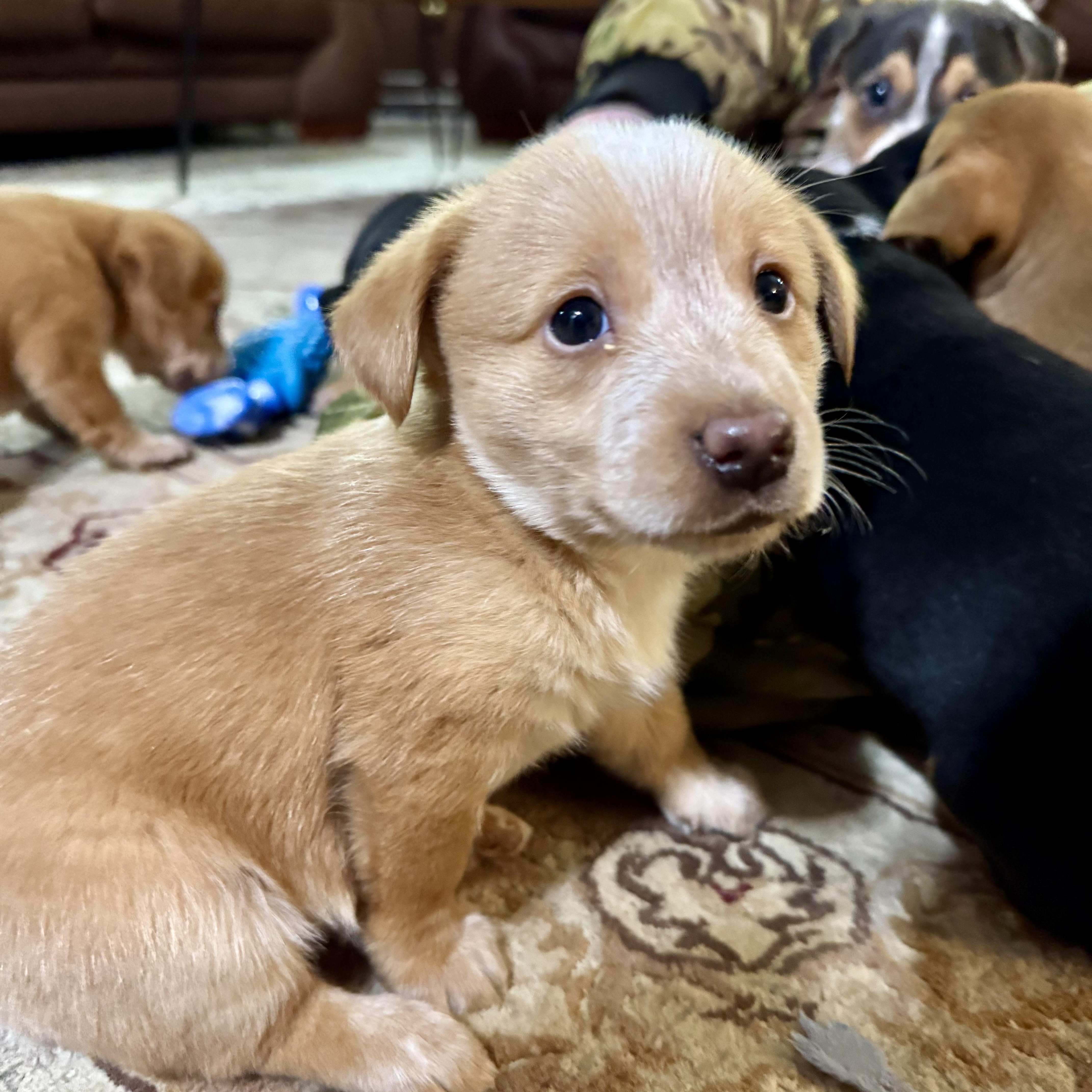 Fay, ADOPTABLE, Puppy Female Corgi & Dachshund.