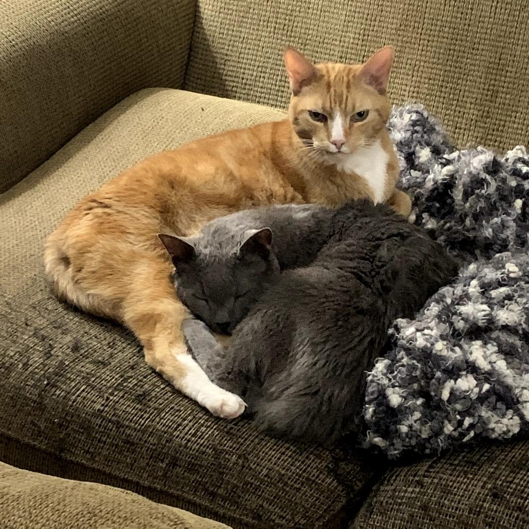 Bruno, Adoptable, Senior Male Domestic Short Hair.