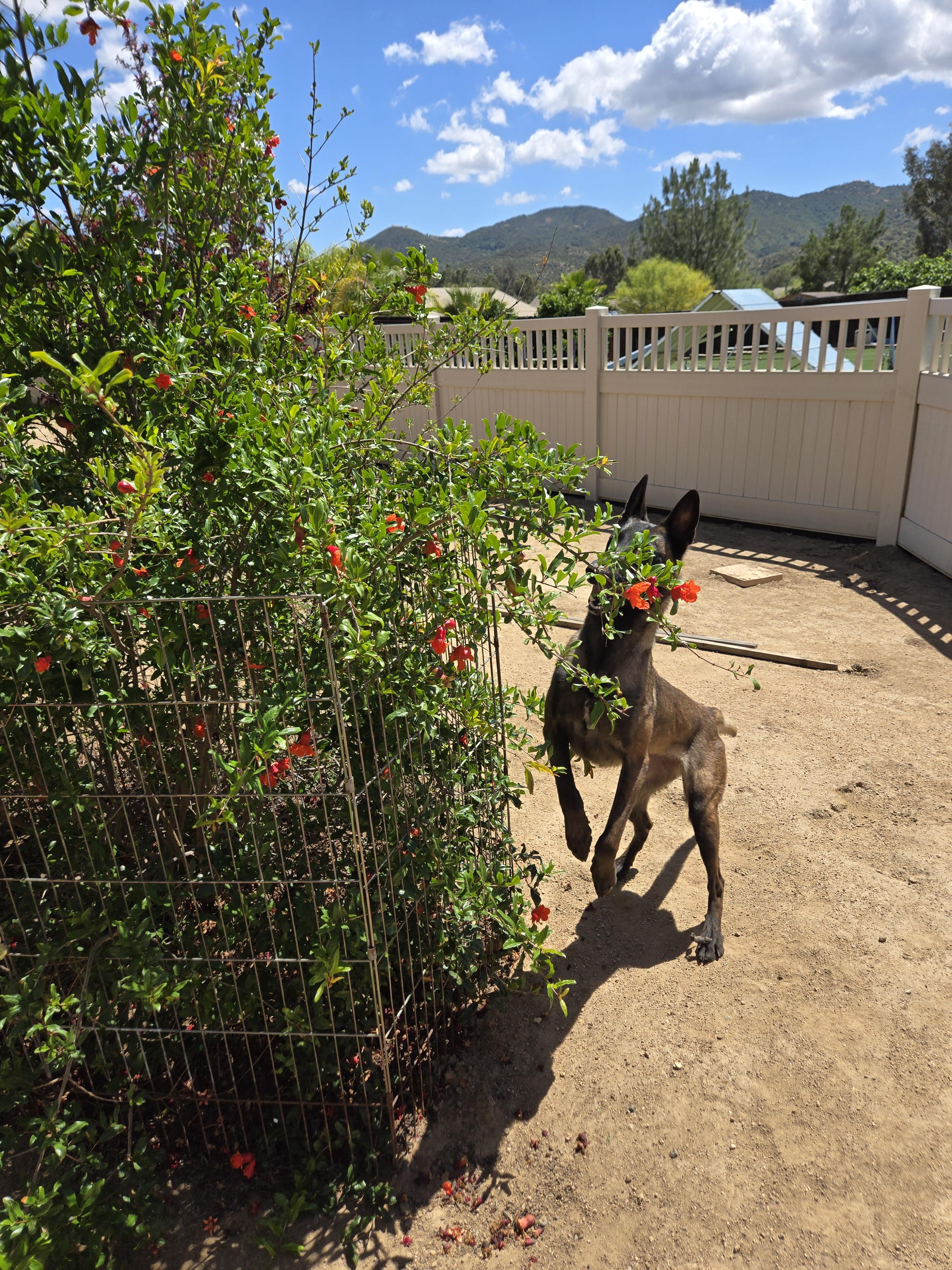 Selene, Adoptable, Adult Female Belgian Shepherd / Malinois.