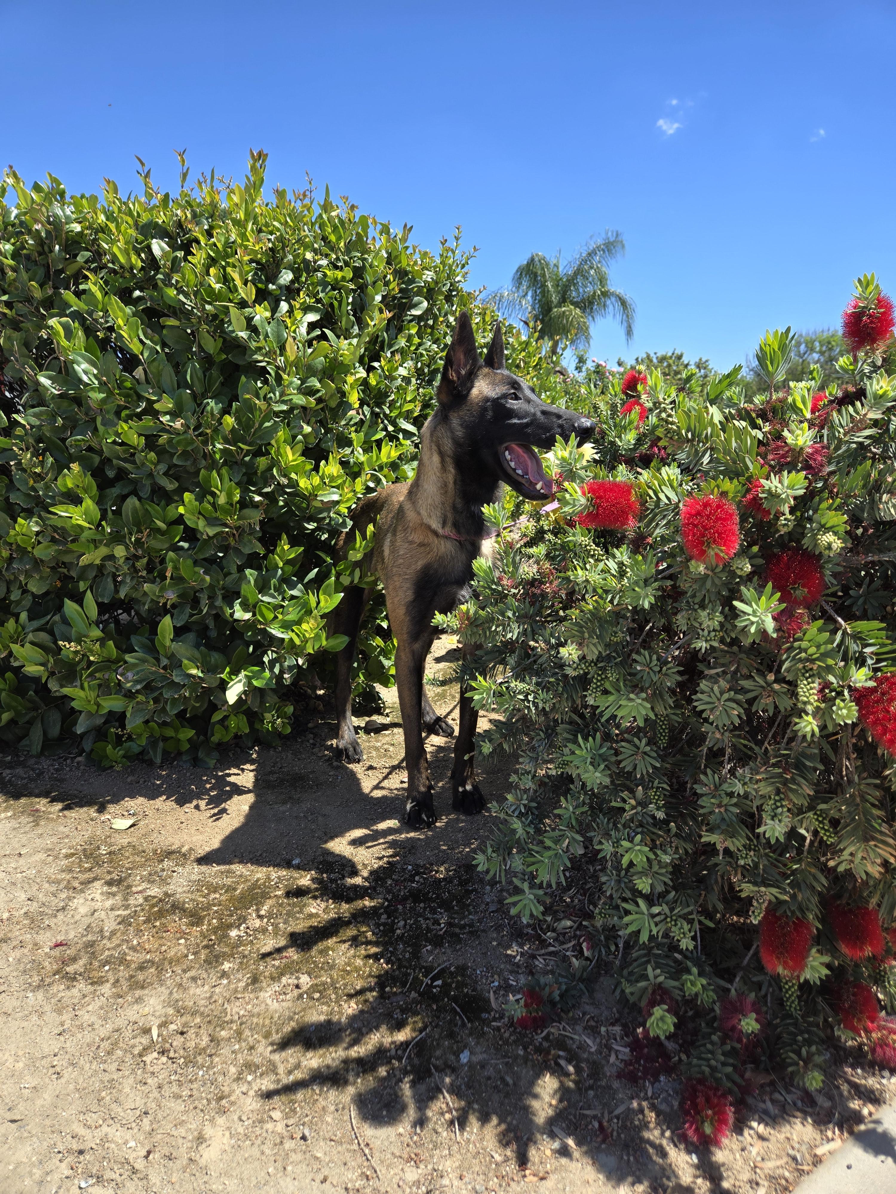 Selene, a Adoptable Belgian Shepherd / Malinois in Vancouver, WA image 2/6