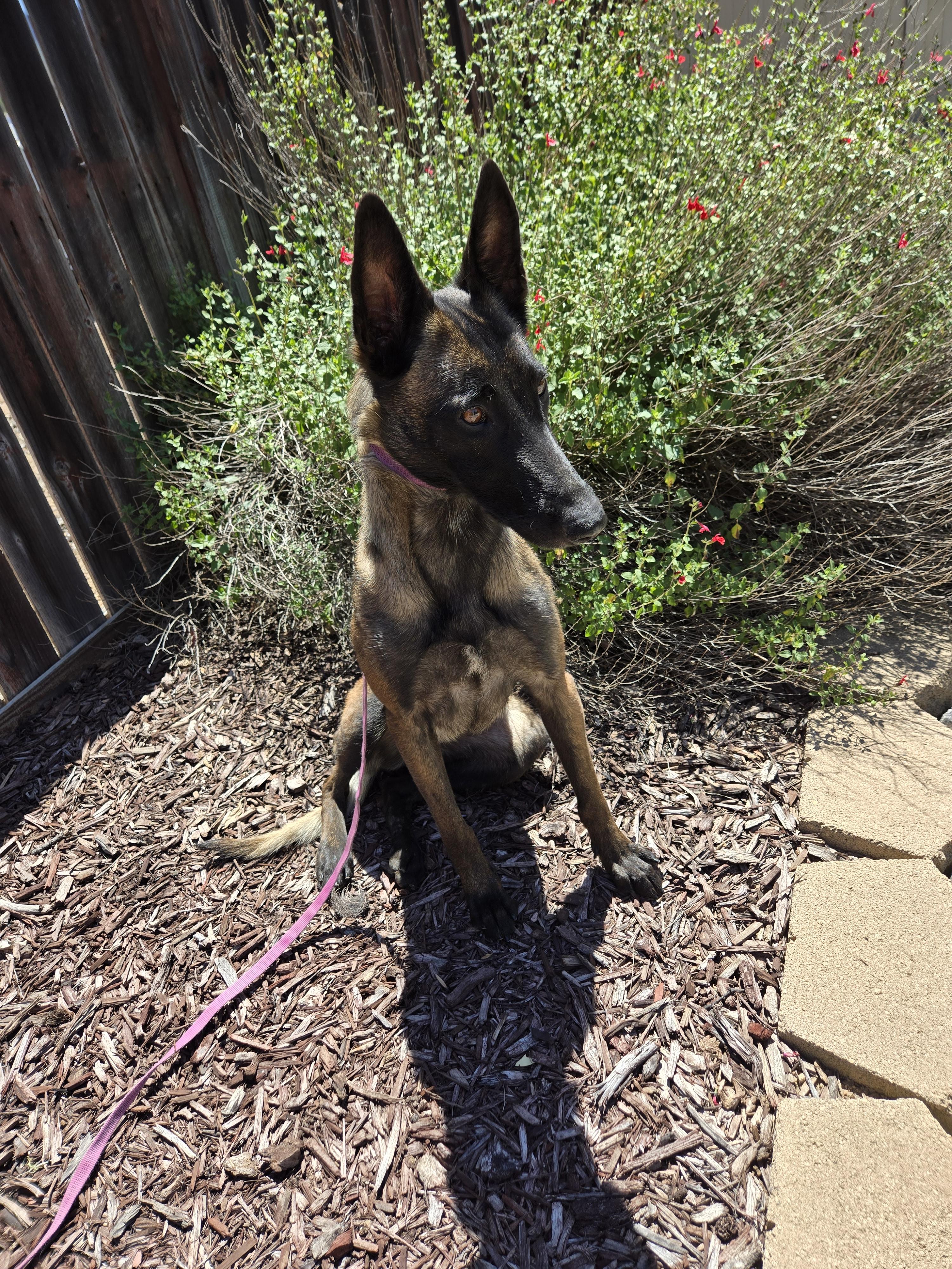 Selene, a Adoptable Belgian Shepherd / Malinois in Vancouver, WA image 3/6