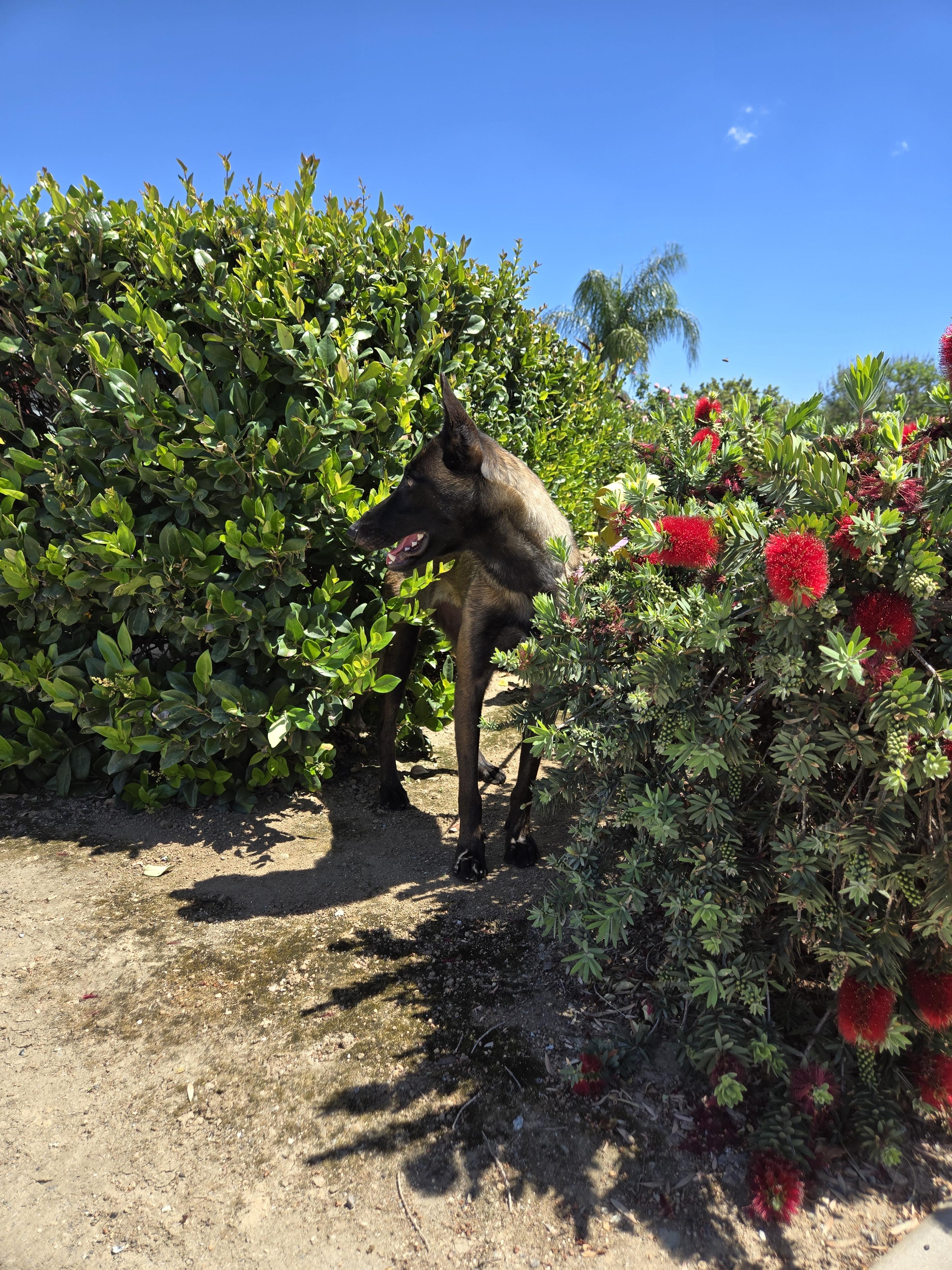 Selene, a Adoptable Belgian Shepherd / Malinois in Vancouver, WA image 5/6
