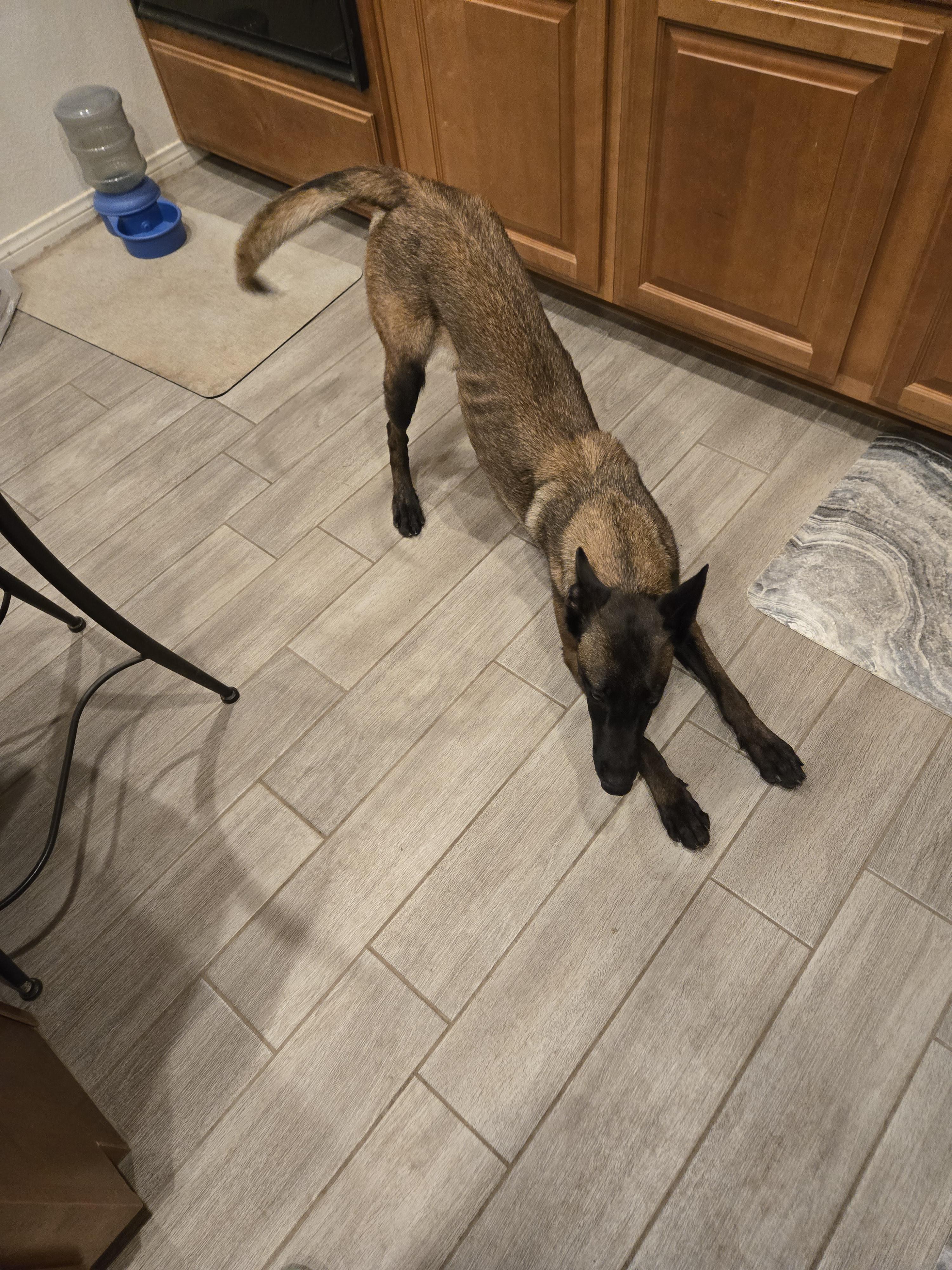 Selene, a Adoptable Belgian Shepherd / Malinois in Vancouver, WA image 6/6