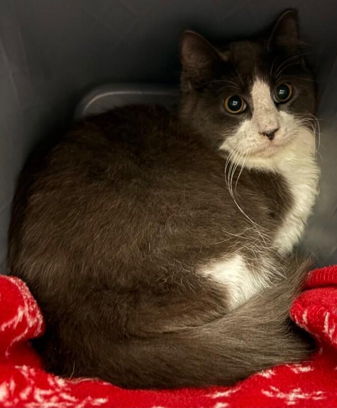 Enlarge Charlie, a Adoptable Domestic Long Hair in Katy, TX image 1/1