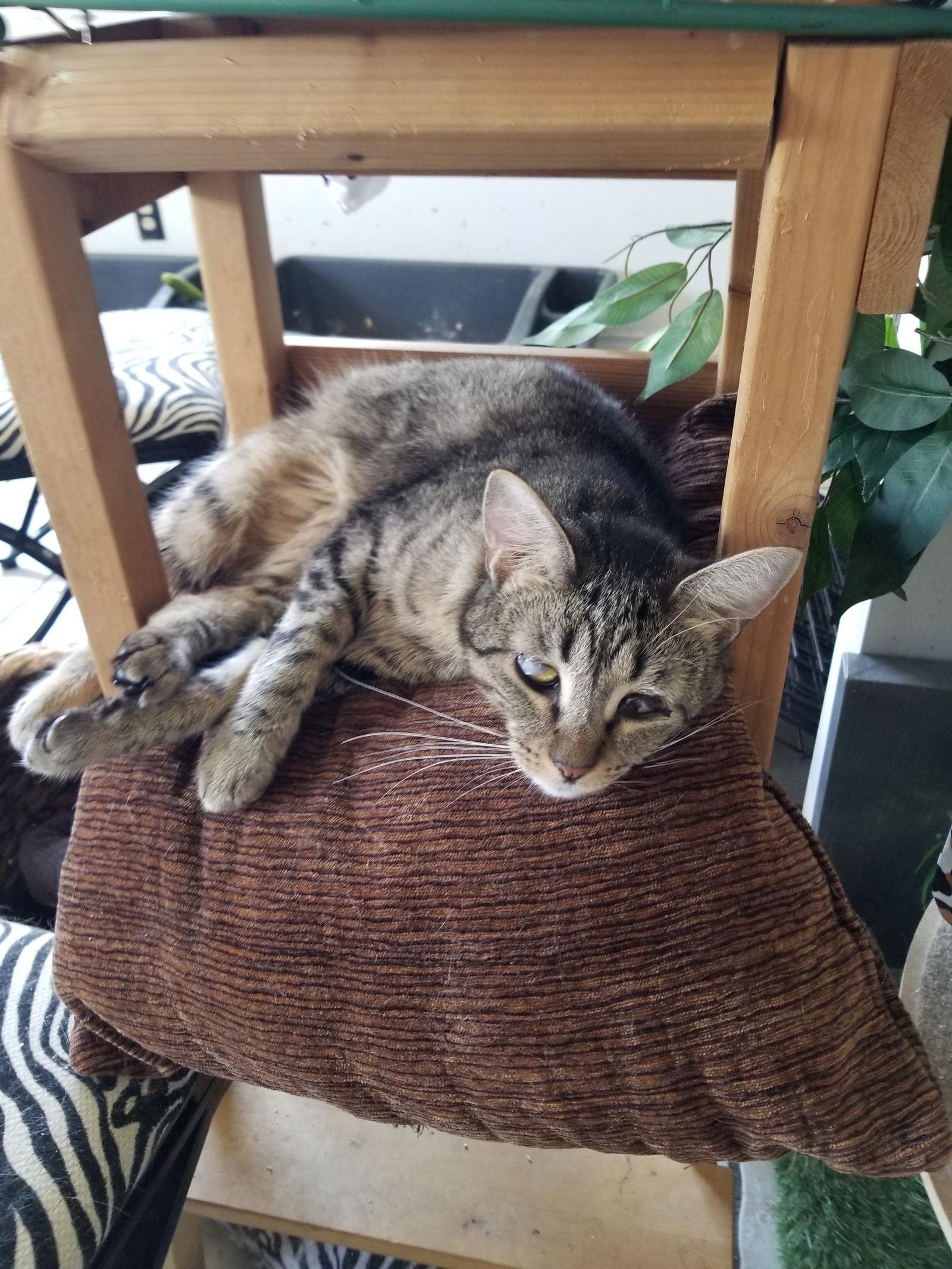 Enlarge Claire, a Adoptable Tabby in Buena Park, CA image 1/1