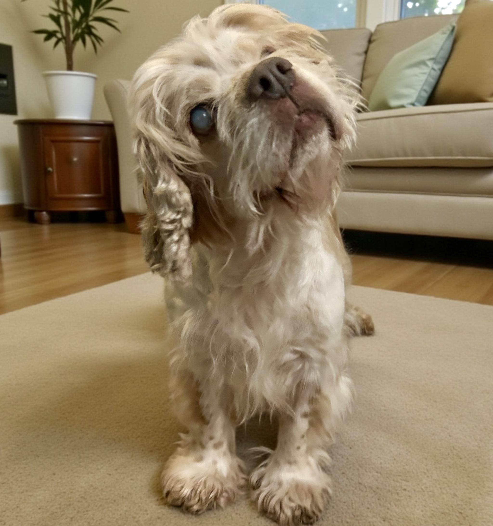 Sally, a ADOPTABLE mixed breed in Florence, KY image 5/6