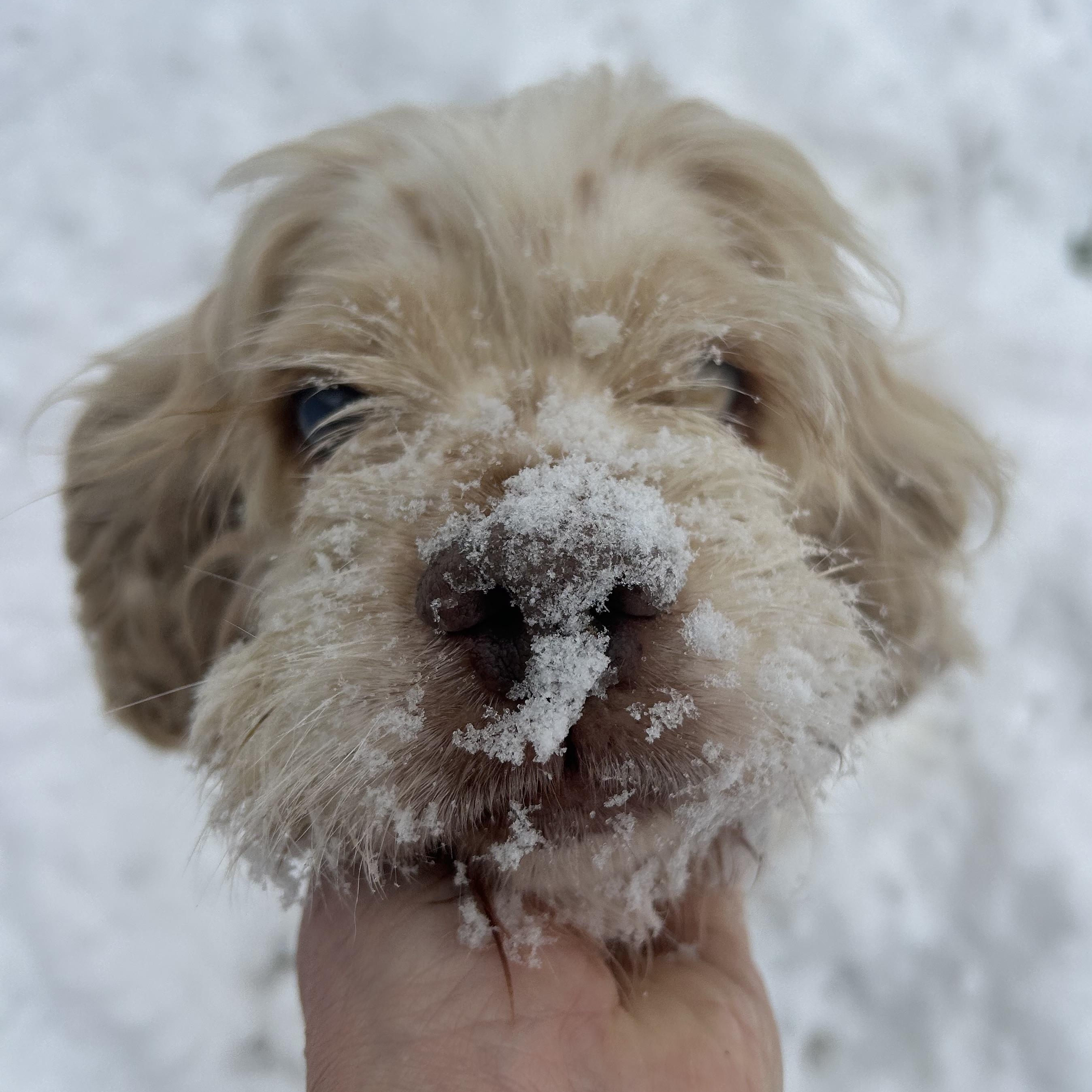 Sally, a ADOPTABLE mixed breed in Florence, KY image 2/6