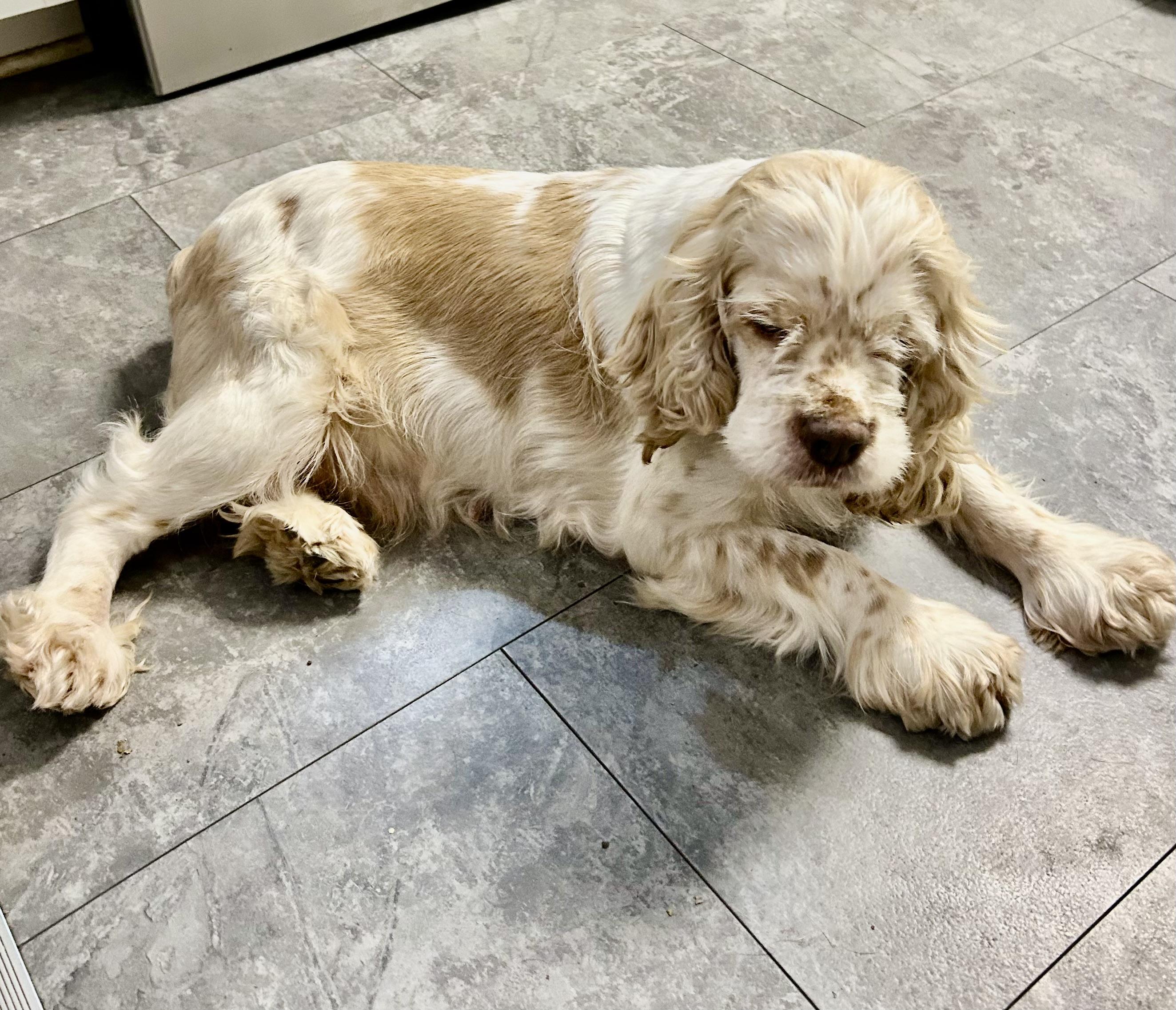 Sally, a ADOPTABLE mixed breed in Florence, KY image 3/6