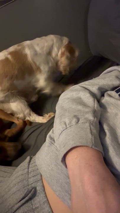 Enlarge Sally, a ADOPTABLE mixed breed in Florence, KY video 6/6