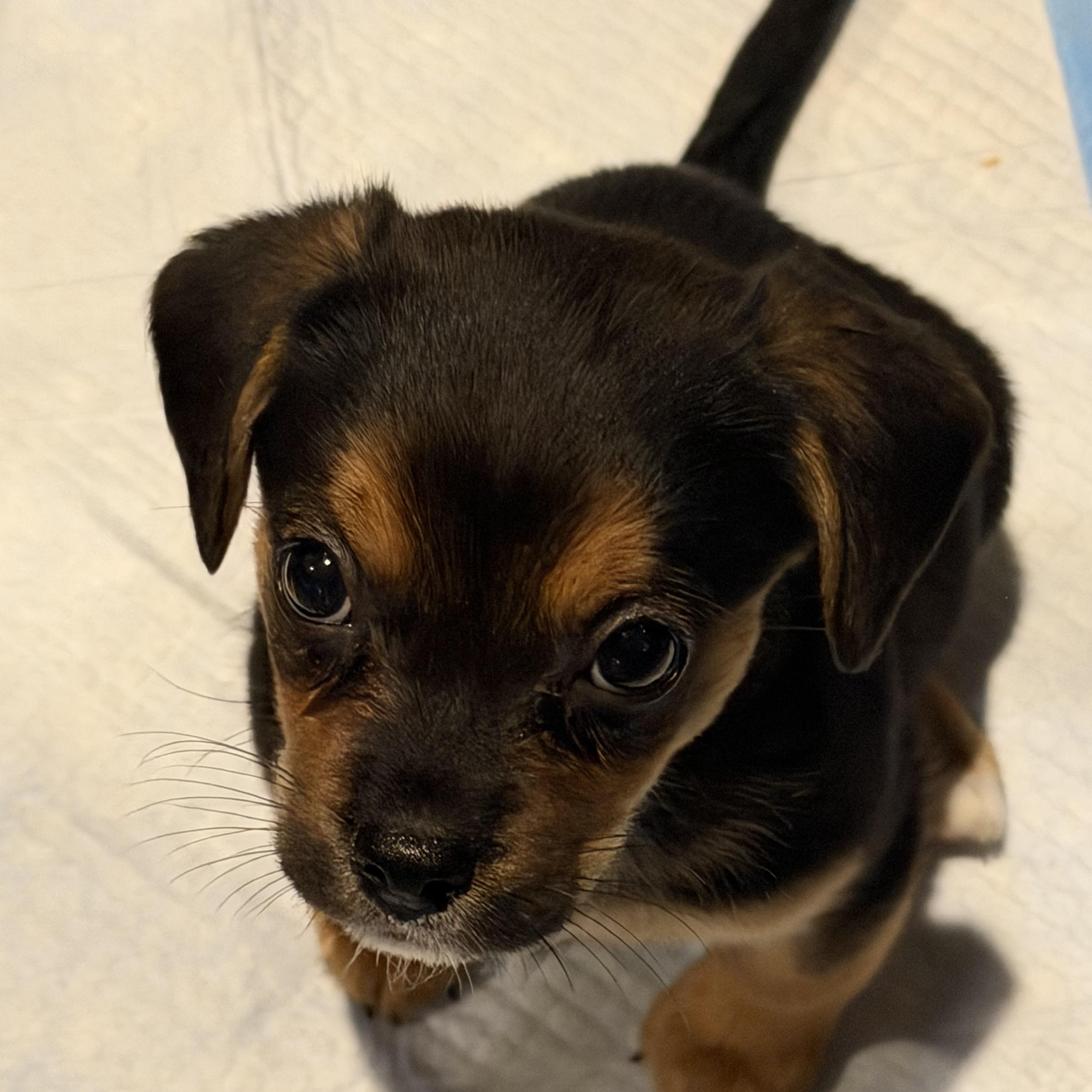 Enlarge Anna, a ADOPTABLE mixed breed in Rock Hill, SC image 4/5