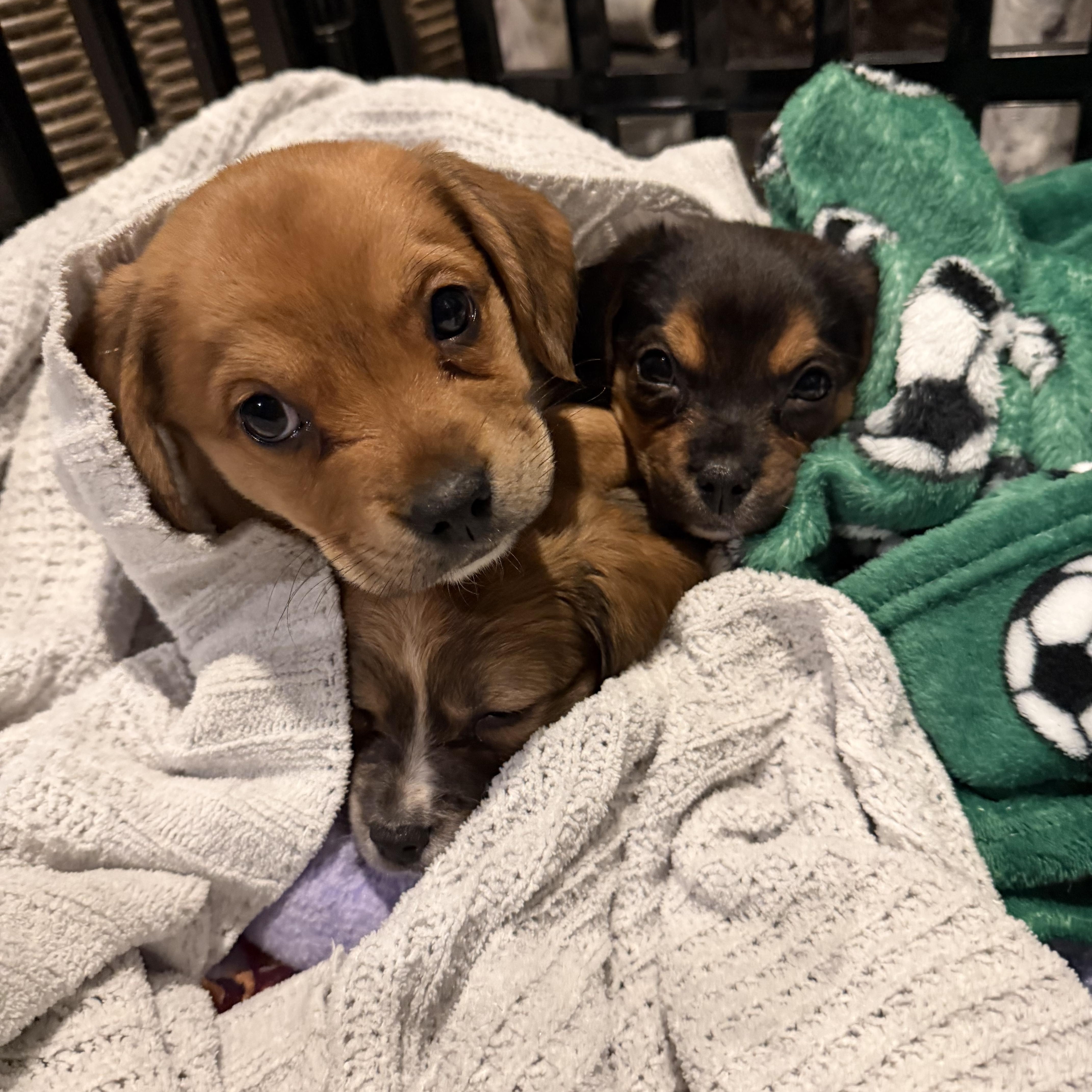 Enlarge Anna, a ADOPTABLE mixed breed in Rock Hill, SC image 5/5