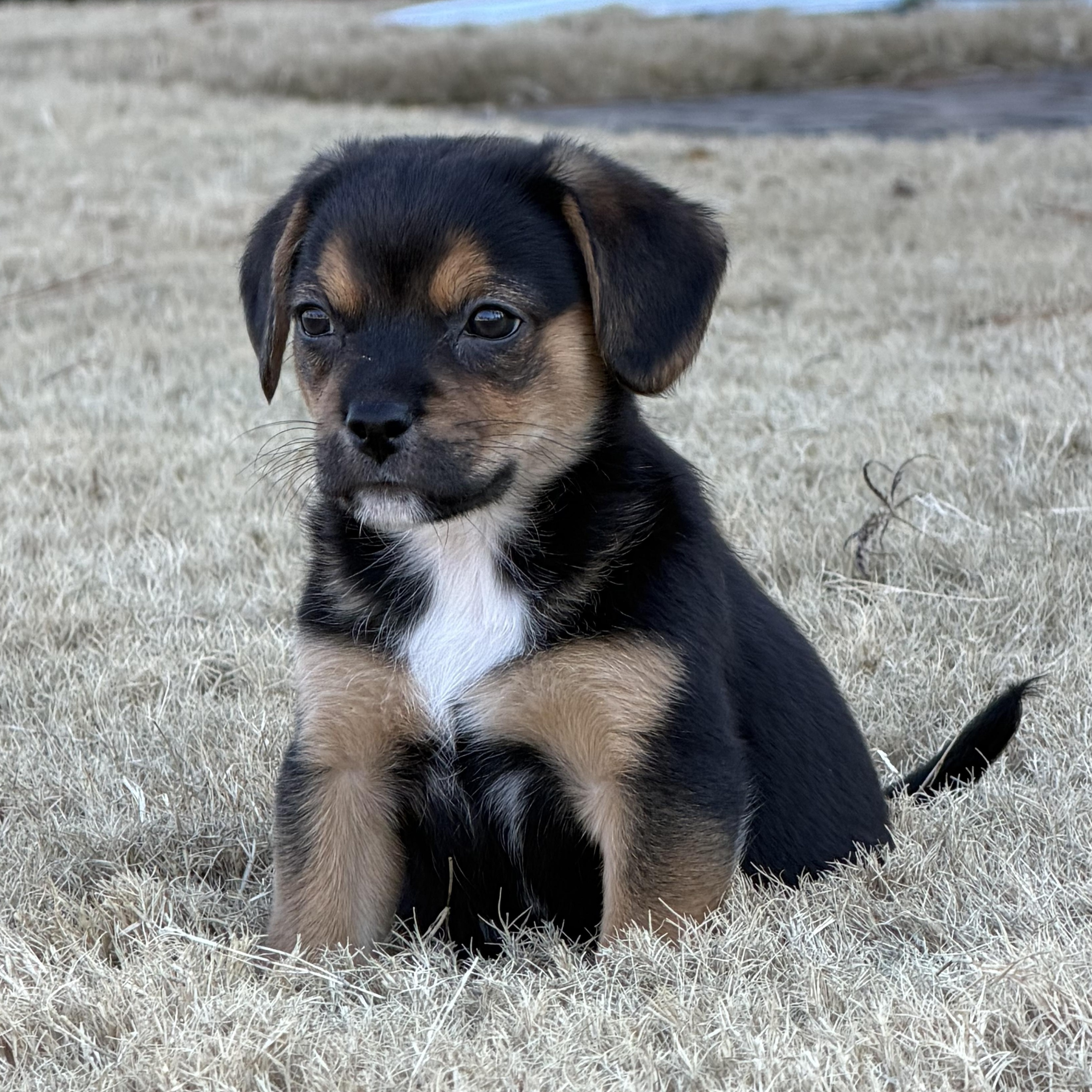 Enlarge Anna, a ADOPTABLE mixed breed in Rock Hill, SC image 2/5