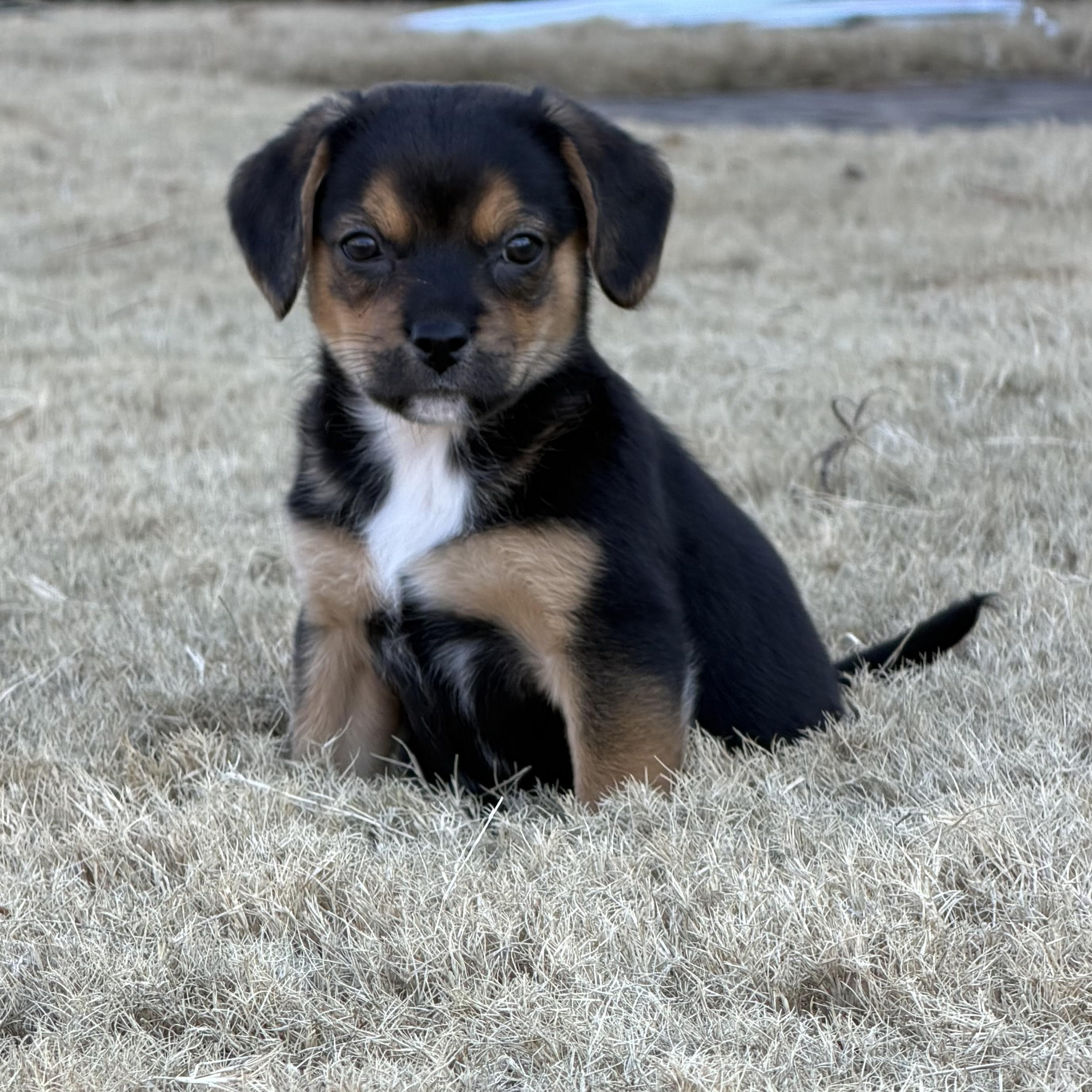 Enlarge Anna, a ADOPTABLE mixed breed in Rock Hill, SC image 1/5