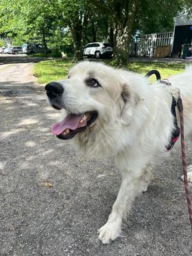 Howie - Young- Foster Needed, a Adoptable Great Pyrenees in Indianapolis, IN image 1/6