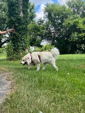 Howie - Young- Foster Needed, a Adoptable Great Pyrenees in Indianapolis, IN image 2/6