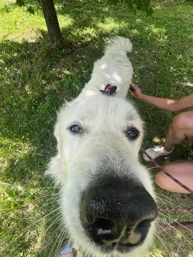 Howie - Young- Foster Needed, a Adoptable Great Pyrenees in Indianapolis, IN image 3/6